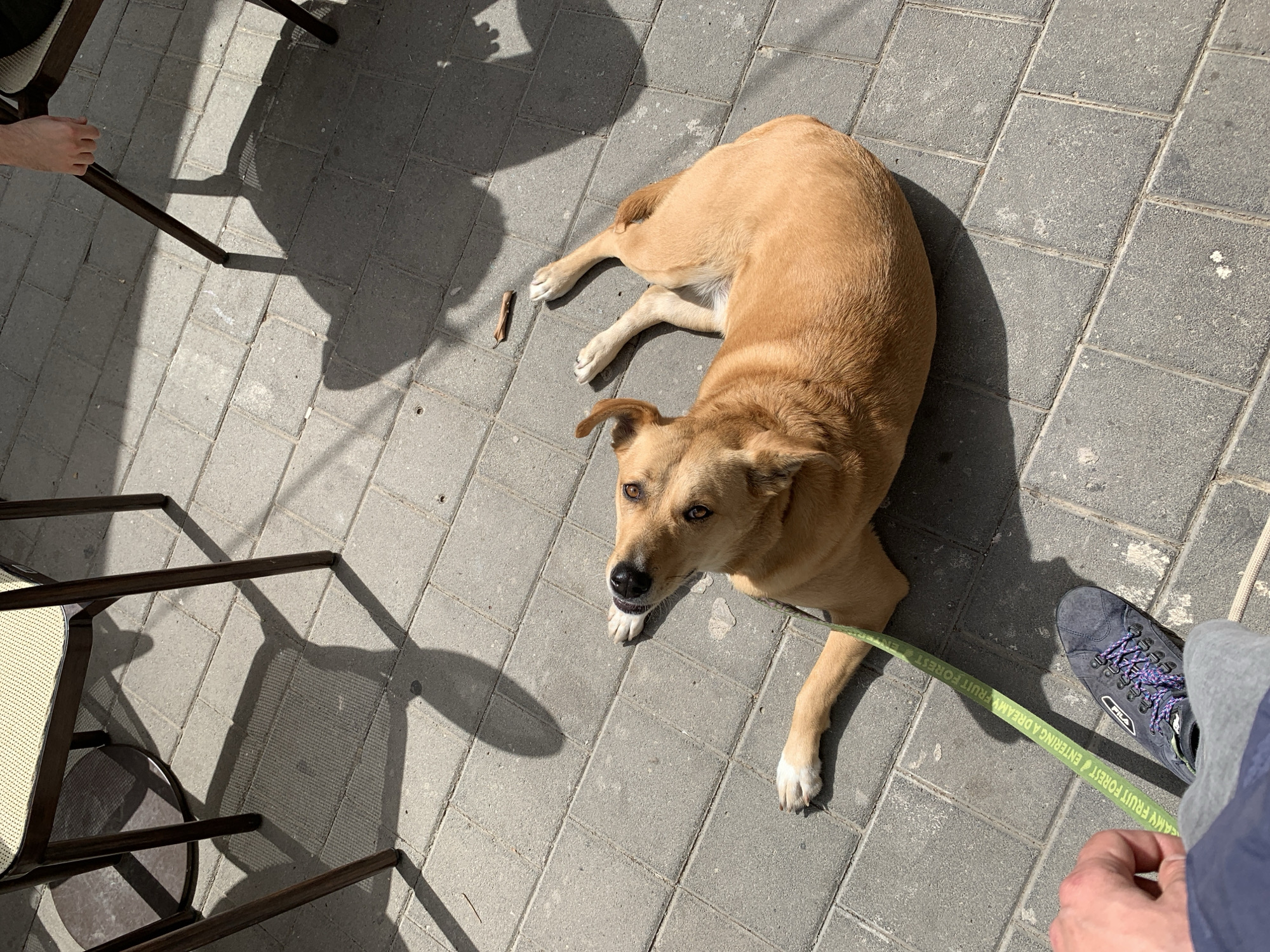 A tan dog is lying on a paved area in Tel Aviv, Israel, near a sidewalk cafe. The dog is on a green leash attached to the left foot of a person. The person is wearing a grey hiking shoe with purple laces. The dog is tan with brown eyes and white paws. The area is paved with grey bricks, with shadows from the sun, as well as shadows from the chairs of the cafe.