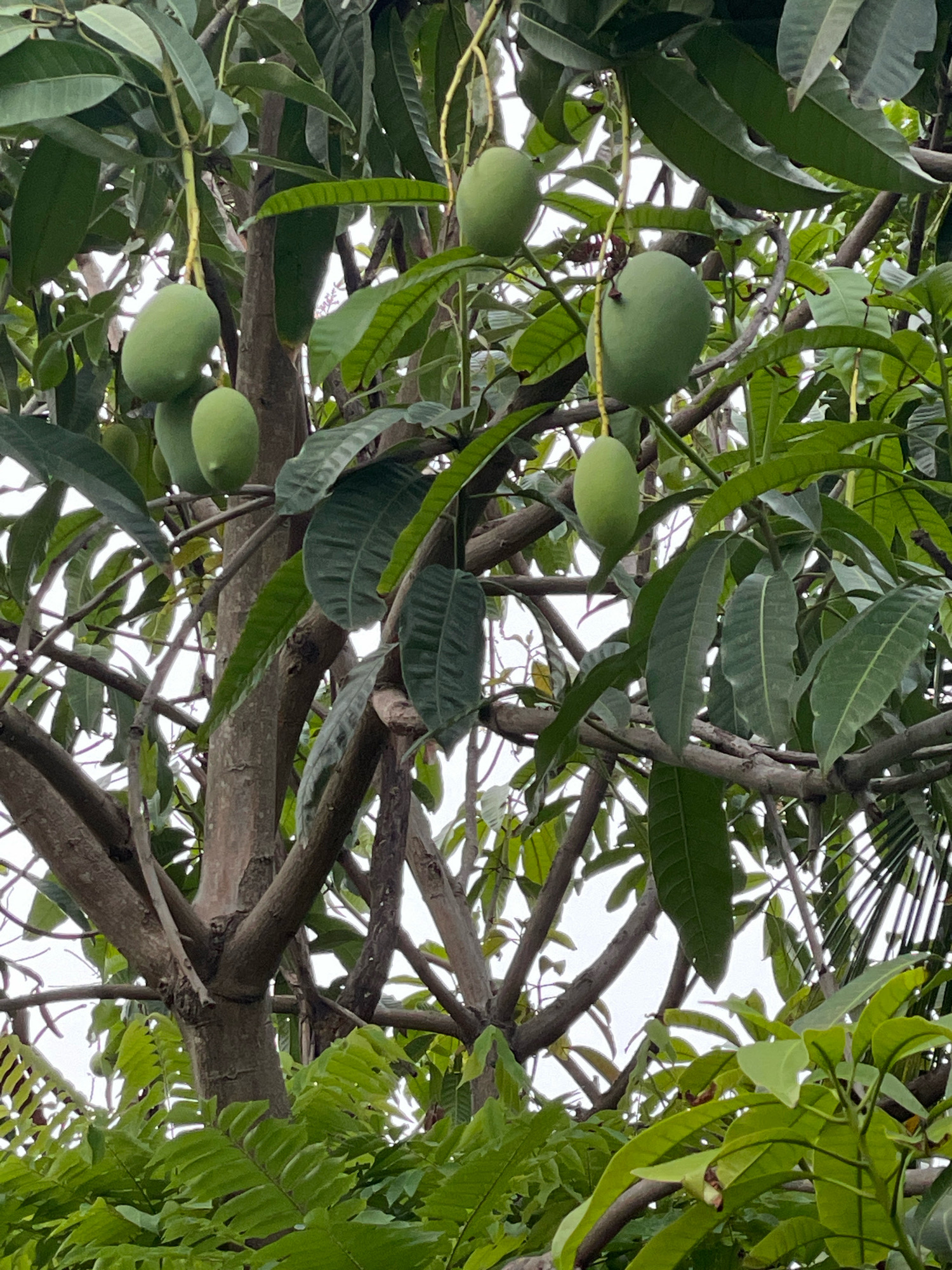 A cluster of unripe green mangoes hangs from the branches of a mango tree. The mangoes vary in size and shape, some are oval, while others are more rounded. They are suspended by thin yellow stems. Lush green leaves and brown branches form the backdrop of the scene, with parts of the sky visible through the foliage. The image appears to be a close-up shot of the mango tree, focusing on the fruit. The context of Blang Cut, Indonesia, suggests a tropical or subtropical environment suitable for mango cultivation.