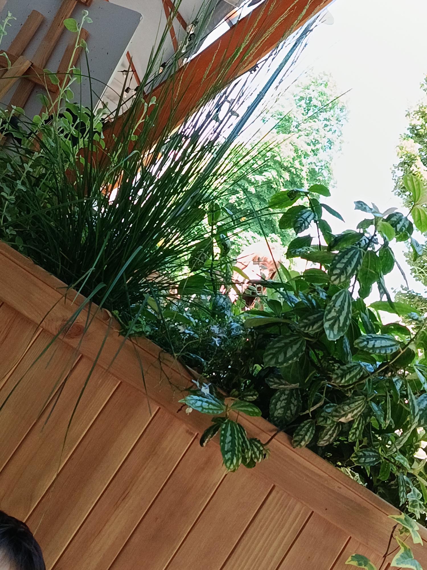 The image depicts an outdoor scene with lush green foliage and a wooden structure, possibly a planter box or fence. The wooden elements are light brown and have a slatted design. Various plants, including tall, thin grasses and broad-leafed plants with patterned leaves, are visible. In the background, there are hints of trees and bright sky, suggesting a sunny day. A portion of a person's head with dark hair is visible in the lower left corner of the frame. The overall impression is of a natural, possibly urban garden setting. The context of Kyiv, Ukraine is not discernible from the visual information presented in the image.
