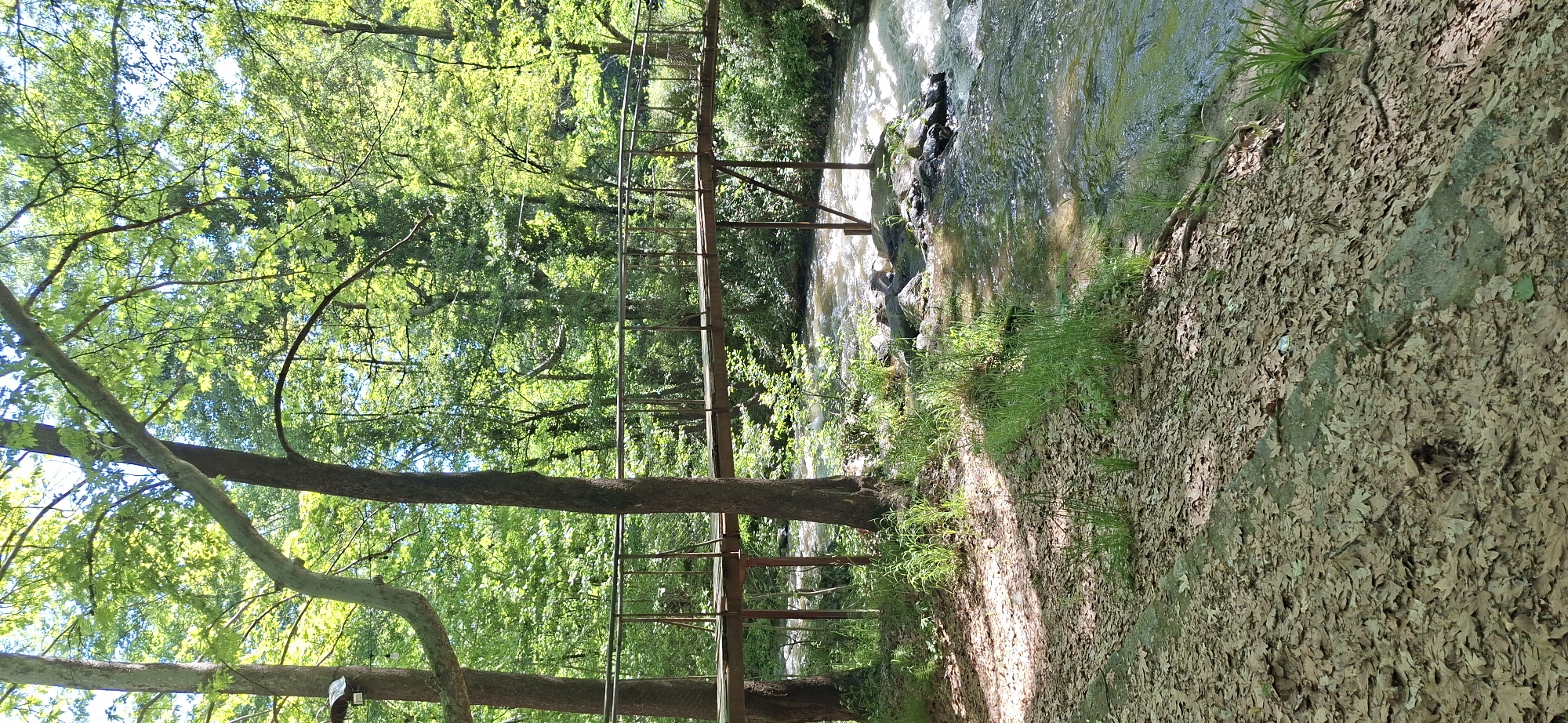 The image depicts a riparian forest environment, likely in the vicinity of Parvenets, Bulgaria, given the location information. A stream flows through the scene. An old, rusty, metal pedestrian bridge spans the waterway. The forest is dense, with trees heavily foliated. The ground is covered in fallen leaves and some grass. There are no people visible. The image is taken during daytime, as indicated by the natural lighting.