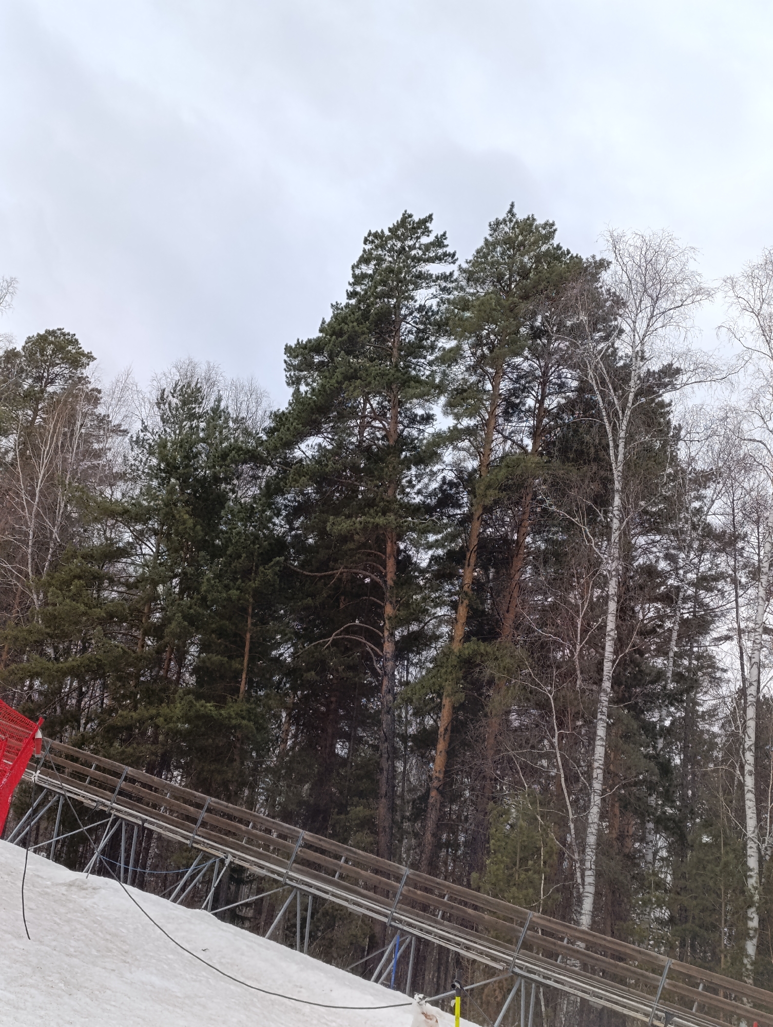 The image shows a winter landscape in Krasnoyarsk, Russia, under an overcast sky. The foreground is covered in snow. A section of what appears to be a track for a luge or similar recreational ride is visible, constructed from metal supports and wooden planks. The structure ascends into a dense forest of mixed coniferous and deciduous trees. The forest's edge is marked by a red safety net. The trees are primarily bare, suggesting it is late autumn or winter. The light is diffused due to the overcast conditions.