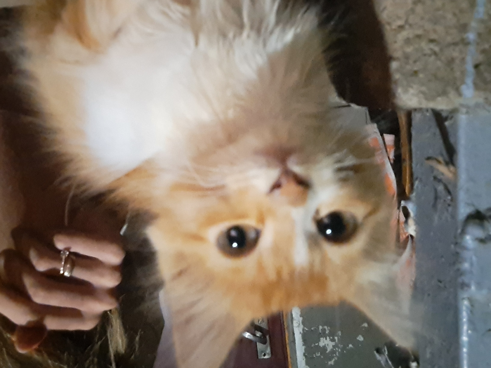 The image shows a close-up of a fluffy, orange and white kitten looking directly at the camera. The kitten's fur is long and soft, with distinct patches of orange and white on its face and body. Its large, dark eyes are wide and attentive, and its nose is a soft pink. The background is out of focus, but appears to be an indoor setting with some textured walls and a door handle visible. On the right side of the image, a person's hands are visible, one of which is wearing two rings on a finger. The overall impression is of a young, curious animal in a domestic environment. The image's metadata does not provide specific location information for Vypasne, Ukraine.