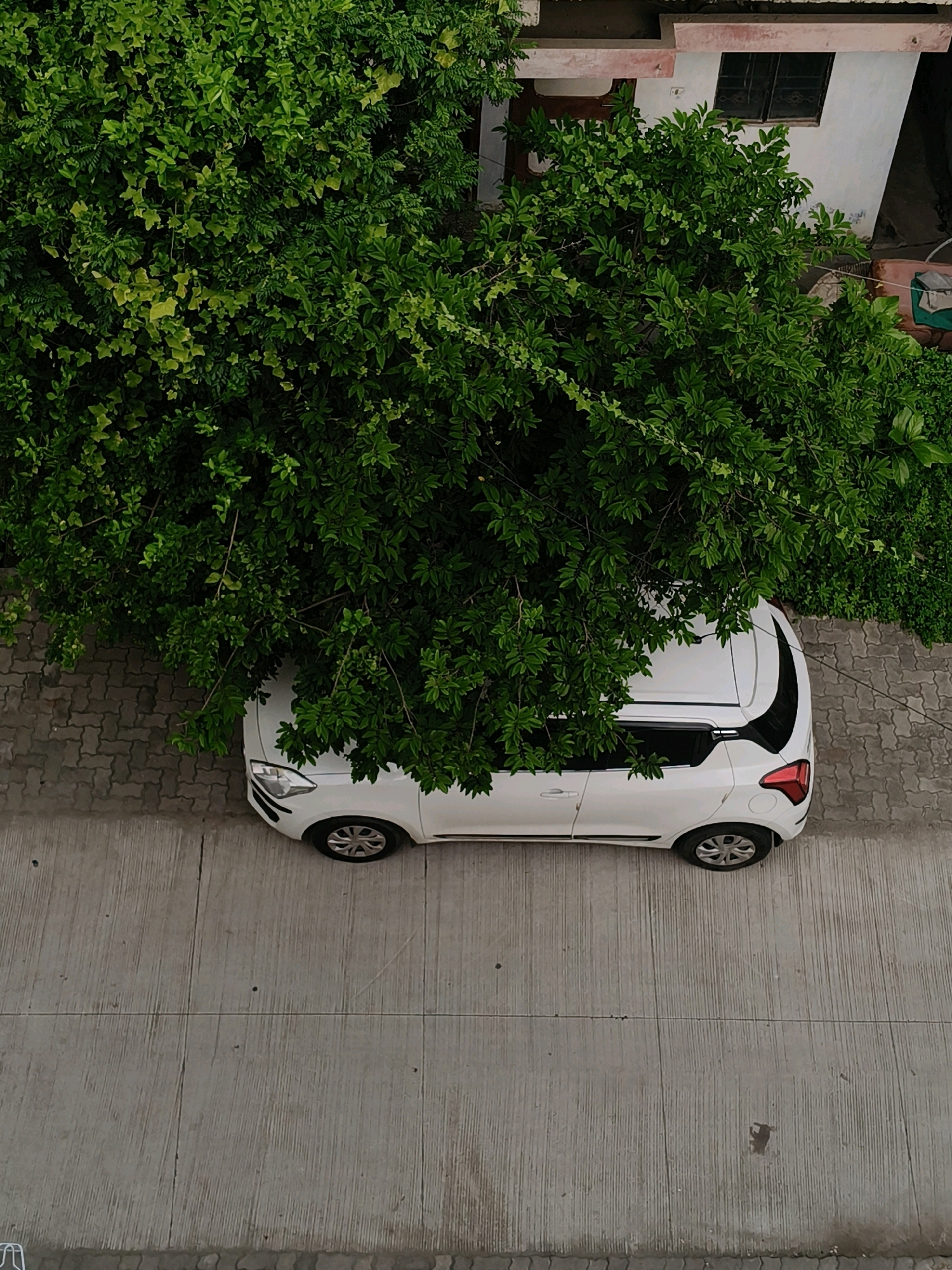 The image depicts an overhead view of a white car parked on a paved surface, partially shaded by lush green foliage. The car, a small hatchback, is positioned along the edge of the paved area, with its front end facing left. The foliage, dense and vibrant, extends from the upper left corner of the frame, obscuring a portion of the car's roof and front. To the right of the paved area, a building with white walls and a brown trim is visible, along with a dark-colored window. The ground beneath the car and extending to the foreground consists of a light-colored, roughly textured concrete. To the left of the car, the pavement is made of interlocking grey pavers. The scene appears to be an outdoor setting, possibly a residential area or a parking space, with the presence of a building and trees. The image has a slightly desaturated and cool tone, suggesting it was taken under natural lighting conditions.