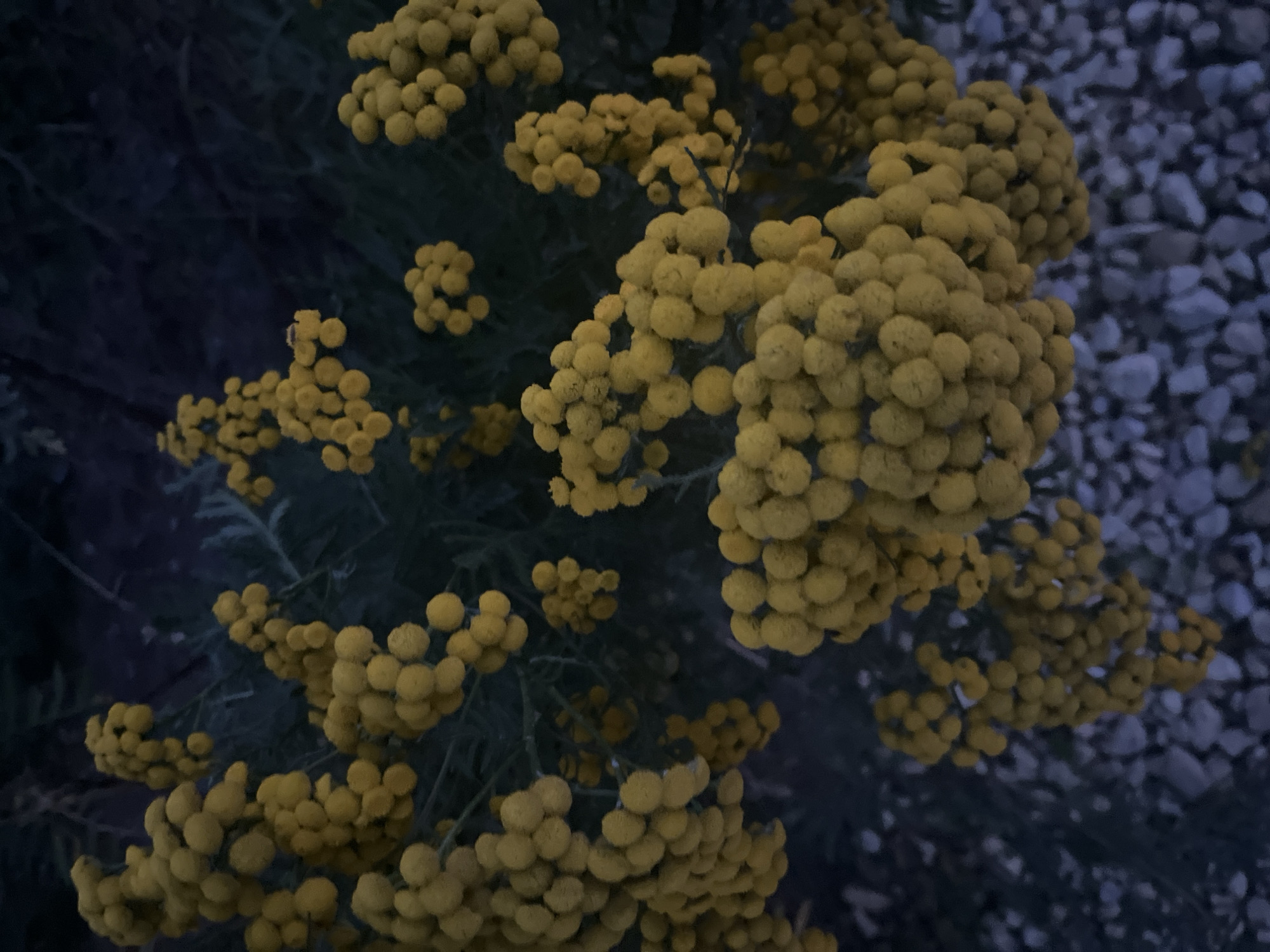 A close-up, overhead shot captures a cluster of small, yellow, spherical flower heads, likely Tansy, against a dark, muted background of foliage and light-colored pebbles. The lighting is dim, suggesting it may be dusk or a shaded area. The focus is on the intricate details of the flower clusters and their stems, with the pebbles in the foreground offering a textured contrast. The overall impression is one of natural beauty observed in close detail, devoid of human presence or specific urban markers. The location in Vladimirovka, Russia, is noted, but the visual evidence within the image itself does not provide any specific clues to this location.