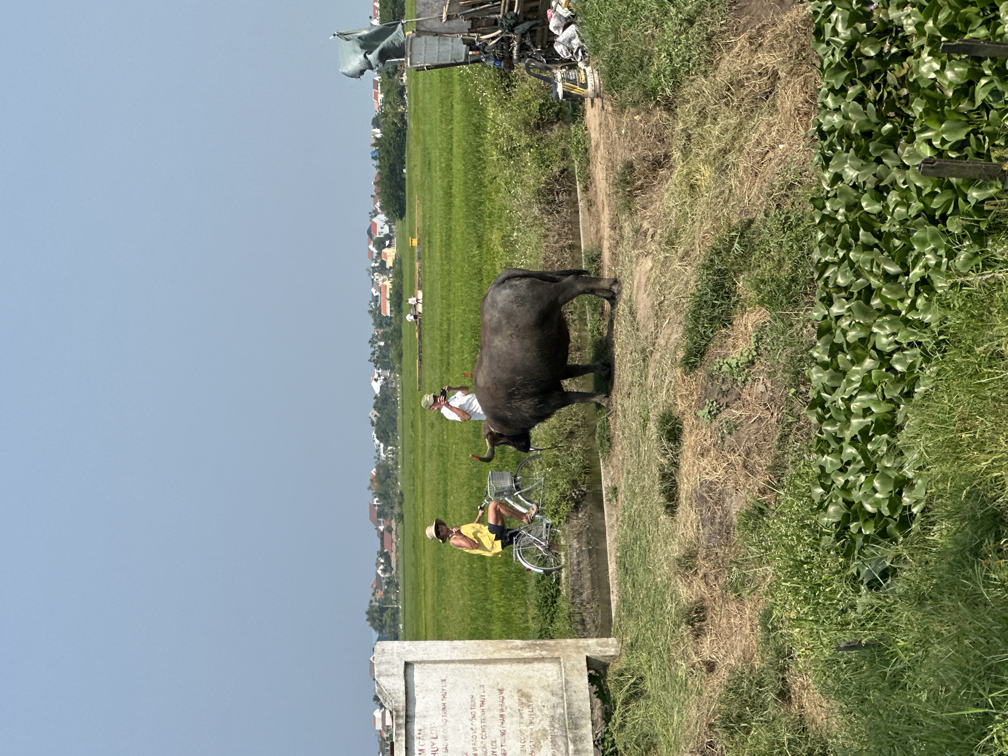 Here's a detailed description of the image:
The image shows a rural scene in Hội An Ward, Vietnam. A large, dark-colored water buffalo stands on a grassy bank beside a narrow irrigation canal. A man wearing a yellow shirt and hat is seated on a bicycle nearby. Another man is standing closer to the water buffalo and appears to be taking pictures with a camera. The background features a lush green rice paddy field. In the far distance, one can see houses in the village. A stone sign with Vietnamese writing stands in the foreground. The environment is characterized by greenery, suggesting a tropical climate. A narrow path runs along the edge of the rice paddy.