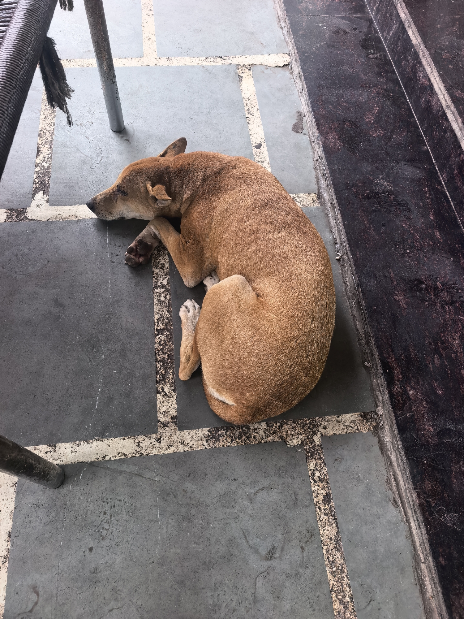 A brown dog is sleeping curled up on a paved surface. The paving stones are grey with lighter colored grout lines. To the right of the dog are dark, textured steps, possibly made of granite. A metal pole from a piece of furniture is visible to the left of the dog. The scene appears to be outdoors, possibly in a public area like a park or temple courtyard, given the presence of paving stones and seating furniture. The overall impression is one of a peaceful, mundane moment captured.