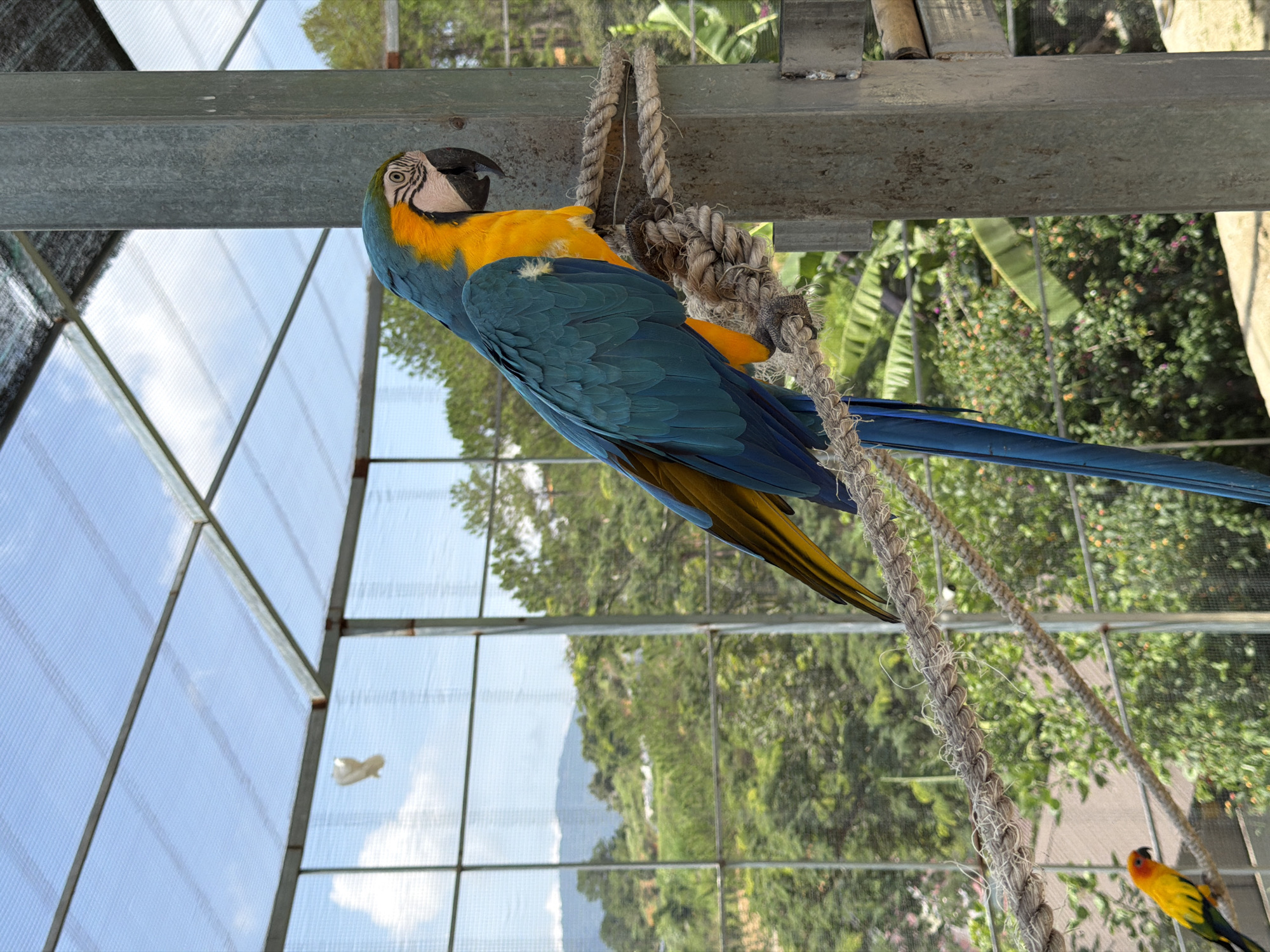 A vibrant blue and yellow macaw perches on a thick rope, its feathers a striking contrast against the muted grey metal pole it's attached to. The macaw is in profile, facing right, with its head tilted slightly upwards, revealing its black beak and white facial markings. Below the macaw, a smaller, bright orange and yellow parrot is visible on another rope, also in profile, facing left.
The scene appears to be within an aviary, suggested by the wire mesh fencing and a transparent roof structure overhead. Through the mesh, a lush green landscape unfolds, with trees and hills under a bright blue sky dotted with white clouds. The environment suggests a tropical or subtropical climate, possibly in a park or sanctuary. The foreground is dominated by the ropes and the birds, with the aviary structure and natural scenery serving as the background. The overall impression is one of a bird sanctuary or zoo, offering a glimpse into the lives of these colorful creatures in a semi-natural setting.