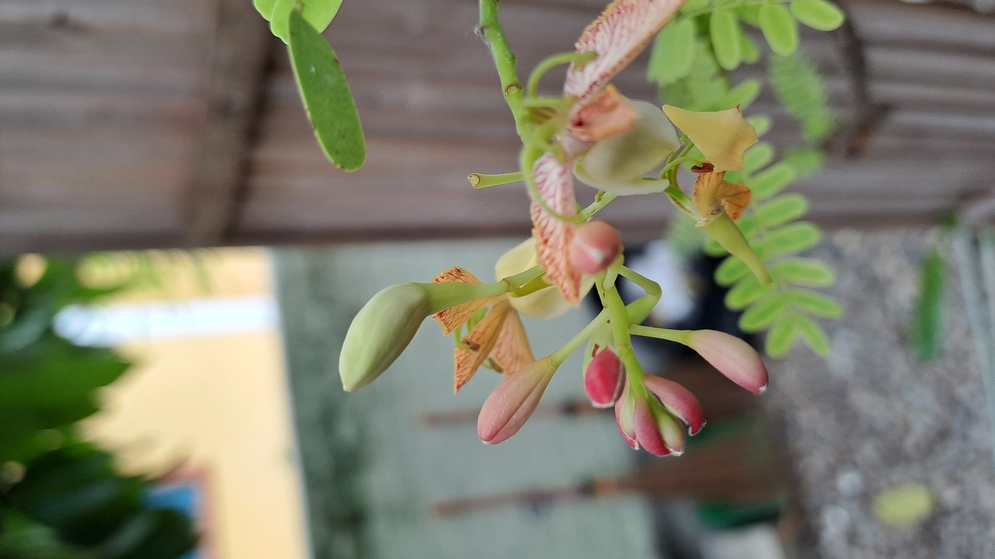 The image is a close-up, eye-level, outdoor shot of a flowering tamarind branch. The main subjects are several flower buds and blooms, with delicate pink and pale yellow petals, some with red streaks. The largest bud is a pale green, elongated shape. The background is softly blurred, showing a grey, gravel-like surface, some green foliage, and a vertical wooden structure, possibly a fence or post. There is also a hint of a building with yellow and white walls in the upper left background. The image does not contain any people or indicate any specific location within Pulokiton, Indonesia.