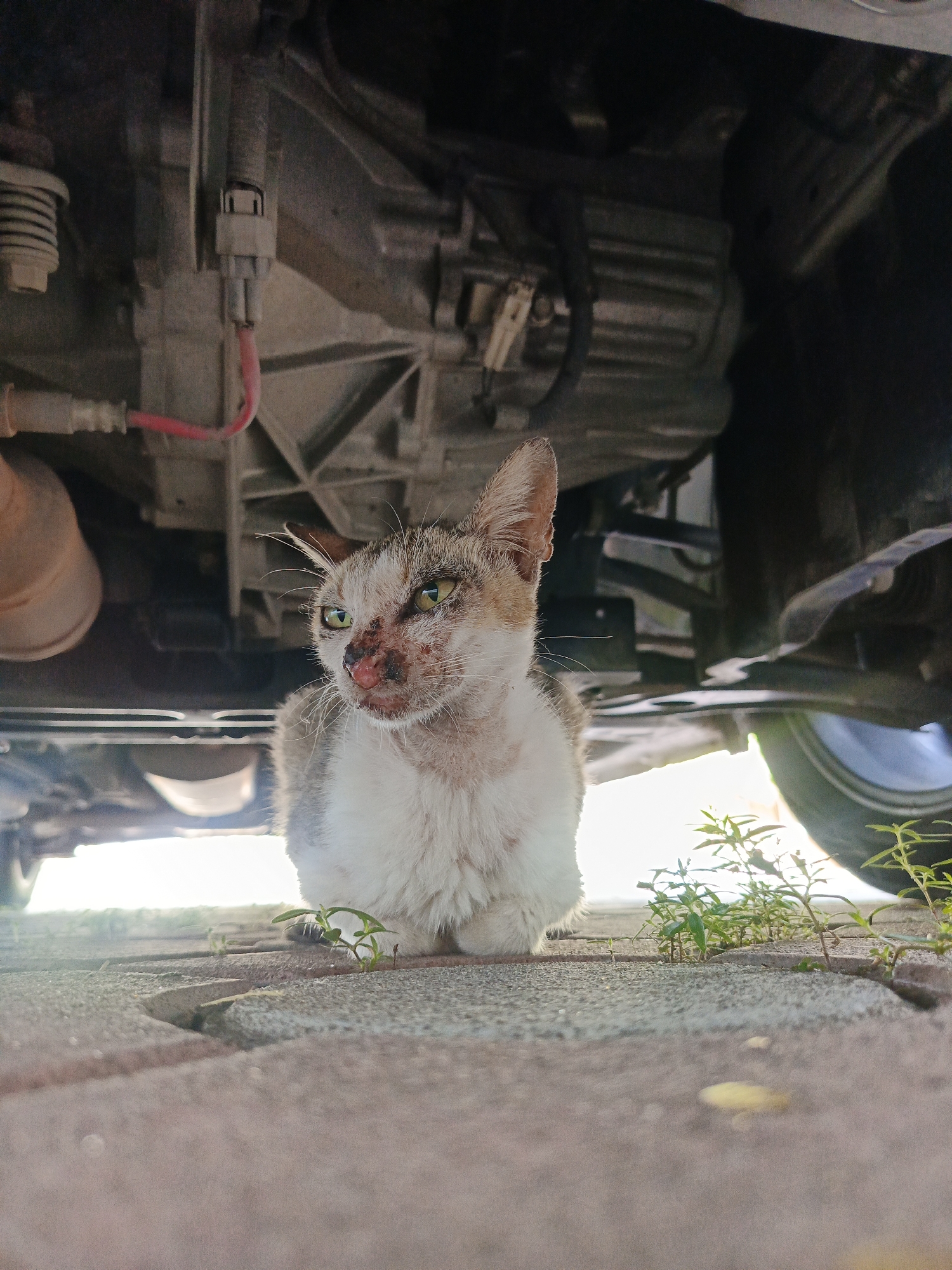 A calico cat with scruffy fur and apparent injuries to its face is crouched on a paved surface beneath the undercarriage of a vehicle. The cat's fur is predominantly white with patches of brown and gray. Its eyes are open and appear greenish. The area around its nose and mouth is reddish and appears to be wounded. The vehicle's underside, including mechanical parts and wiring, is visible above the cat. Small green plants are growing in the cracks of the paving stones around the cat. The scene is dimly lit, suggesting it may be a shaded area. The location is identified as Julicotmeurak, Indonesia.