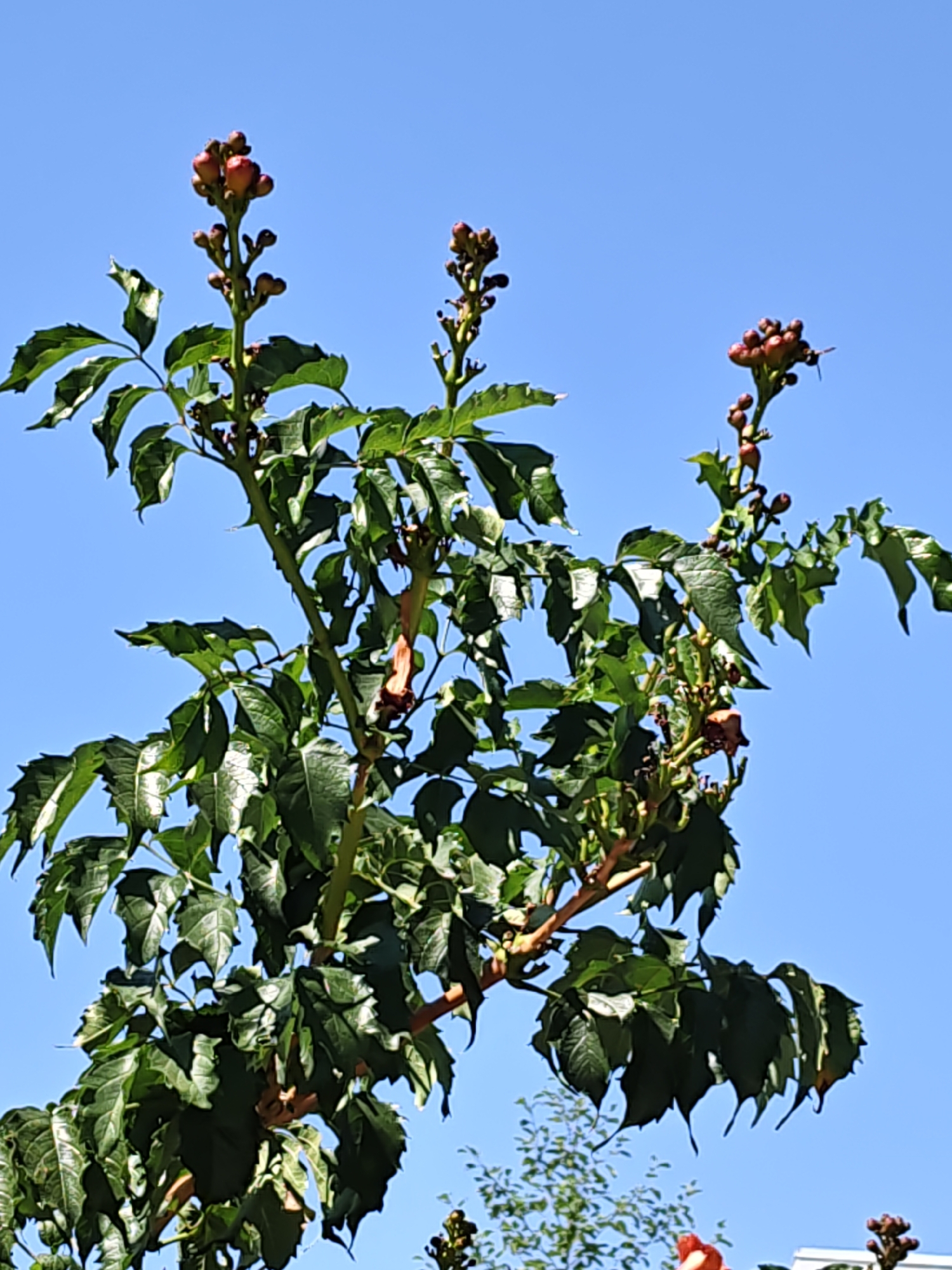 A low-angle shot shows a tree with green leaves and reddish-brown seed pods against a clear blue sky. The tree branches extend from the bottom left to the top right of the frame, with several clusters of seed pods visible at the tips of the branches. The leaves are dark green and serrated. The background is an uninterrupted expanse of blue sky, suggesting the image was taken on a sunny day. The overall scene depicts a plant in its natural setting, with no visible human presence or urban elements beyond what might be implied as an outdoor environment. The location is not specified in the image itself, so it is not possible to confirm if it is in Rostov-on-Don, Russia.