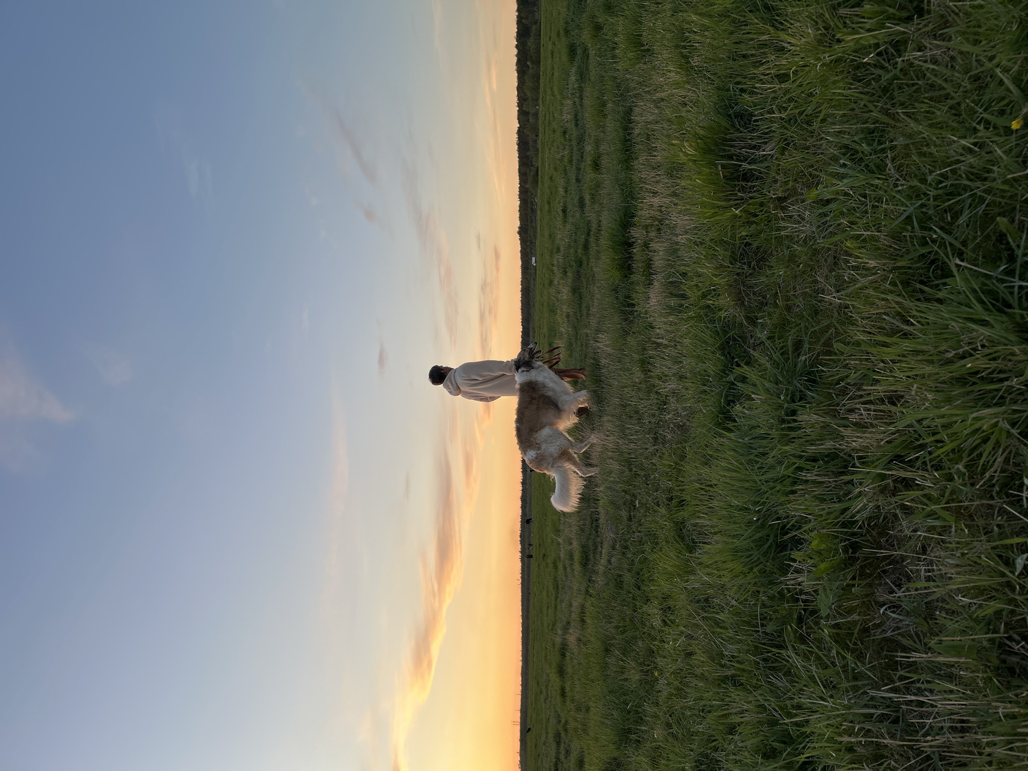 A person in a light-colored sweatshirt walks with a Borzoi dog in a grassy field at dusk. The sky transitions from blue to orange along the horizon. A treeline is visible in the distance. The location is potentially somewhere in the outskirts of Saint Petersburg, Russia, where open fields meet forested areas.
