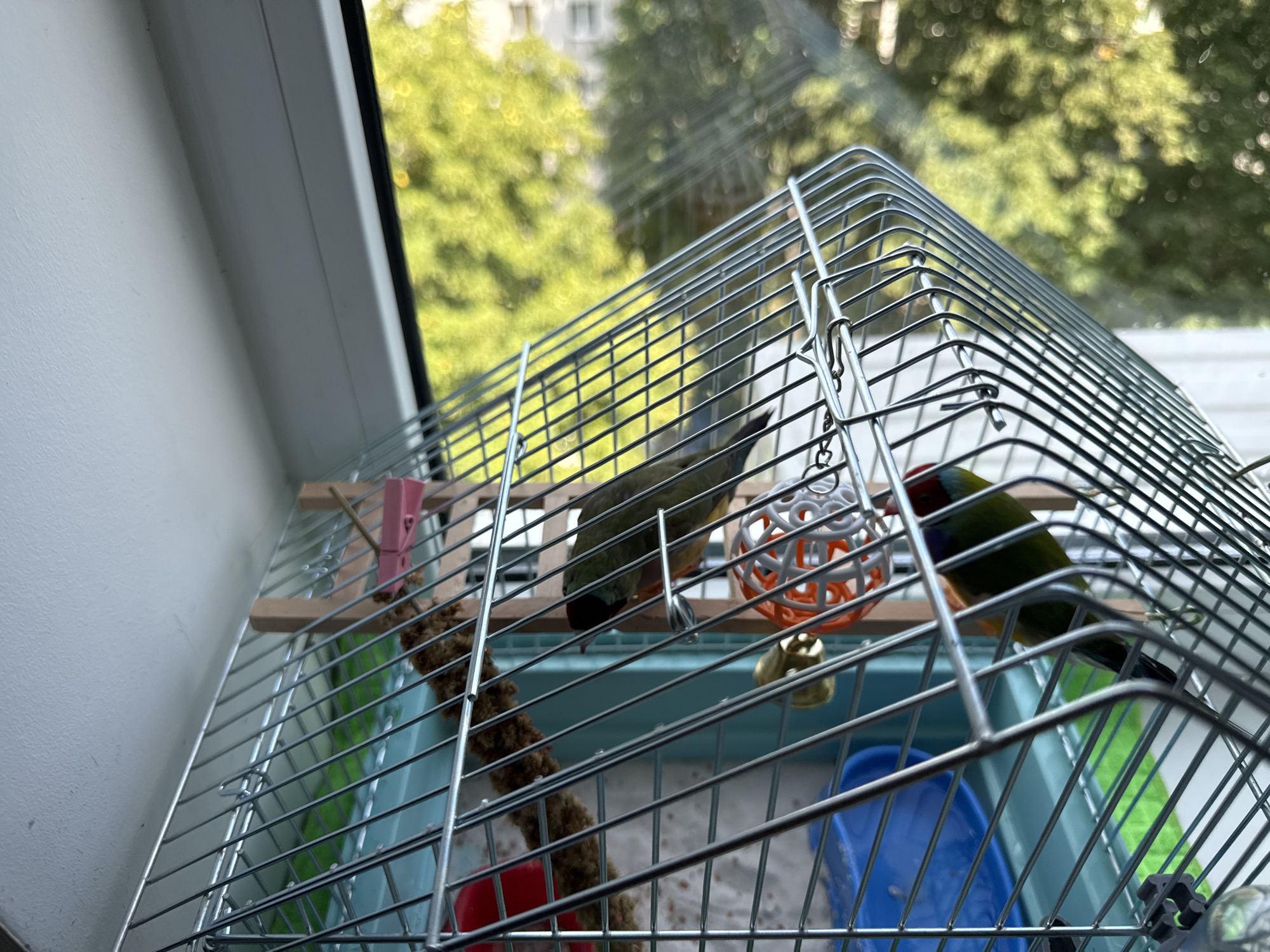 In Zaporizhzhia, Ukraine, two small birds, possibly lovebirds due to their size and coloring, are observed inside a wire birdcage placed on a windowsill. The cage has a light blue plastic base and contains a rope toy, a pink clip, and an orange plastic ball with cutouts. One bird is partially visible perched on a wooden dowel, its green and yellow plumage evident. Another bird, with green, yellow, and red markings, is perched higher up on the cage bars, its body angled towards the right. Outside the window, lush green trees and foliage are visible, suggesting a sunny day. The overall scene depicts a domestic setting with pets in their enclosure.