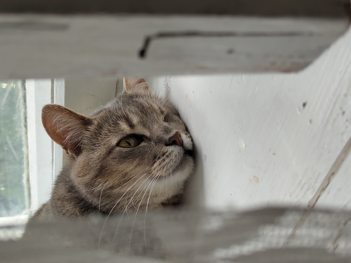 A close-up shot captures the face of a tabby cat, with grey and brown fur. The cat is resting its head against a white wall, with its right eye closed and its left eye open, looking slightly upwards. The cat's whiskers are prominent, fanning out from its muzzle. The background consists of a white, textured surface, possibly a wall or wooden planks, with a window visible on the left side, showing blurred greenery outside. The foreground is blurred, with the suggestion of wooden beams or slats. The lighting appears to be natural, indicating it could be daytime. The overall mood is tranquil and peaceful, with the cat seemingly relaxed and comfortable. There is no visible text in the image.