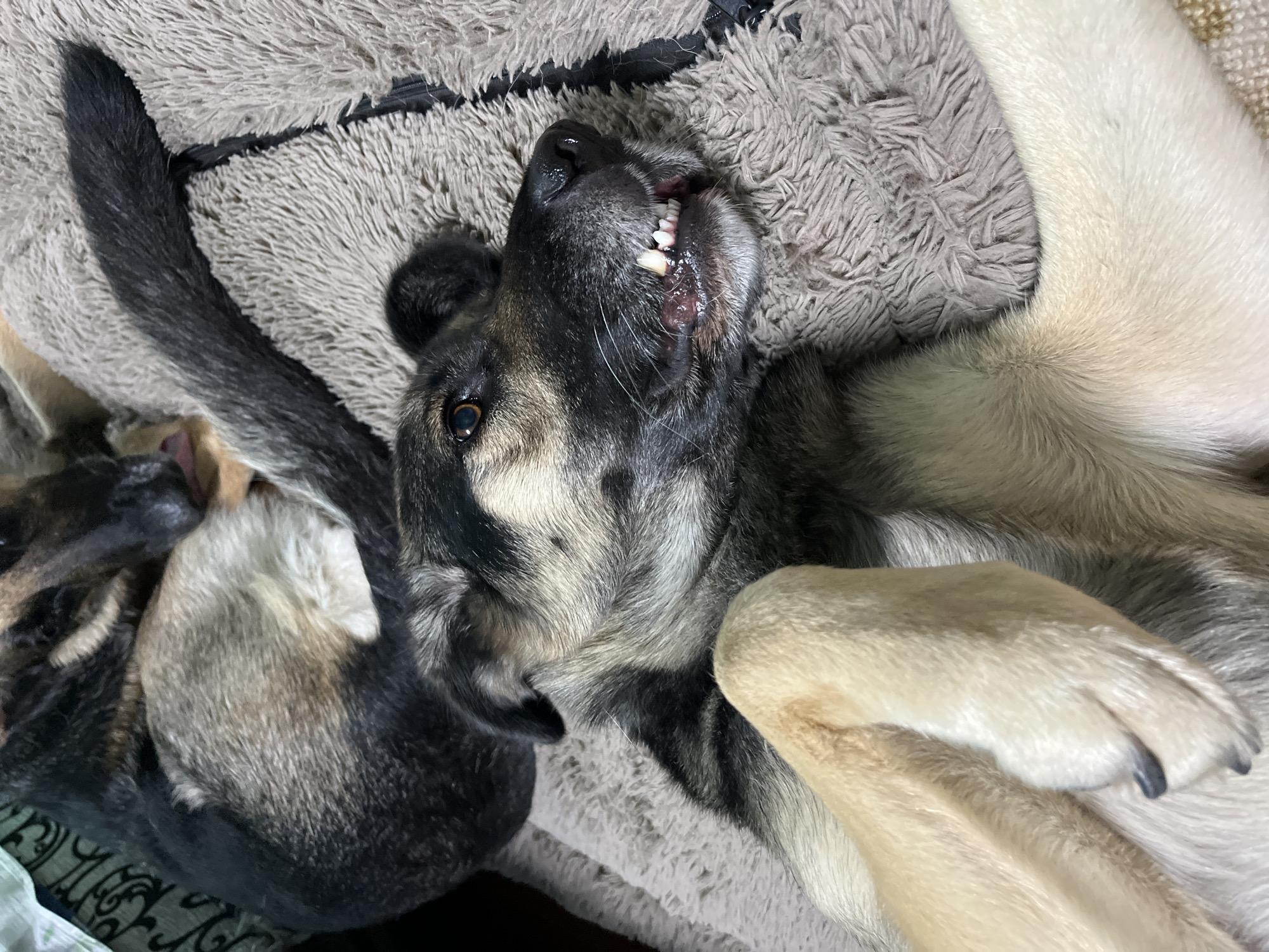 Two dogs are resting on a brown, fuzzy blanket. One dog is lying on its back with its legs in the air, showing its teeth. The other dog is curled up behind it. The image was taken indoors in a dimly lit room. There is no information available to determine the location in Nizhny Tagil, Russia.