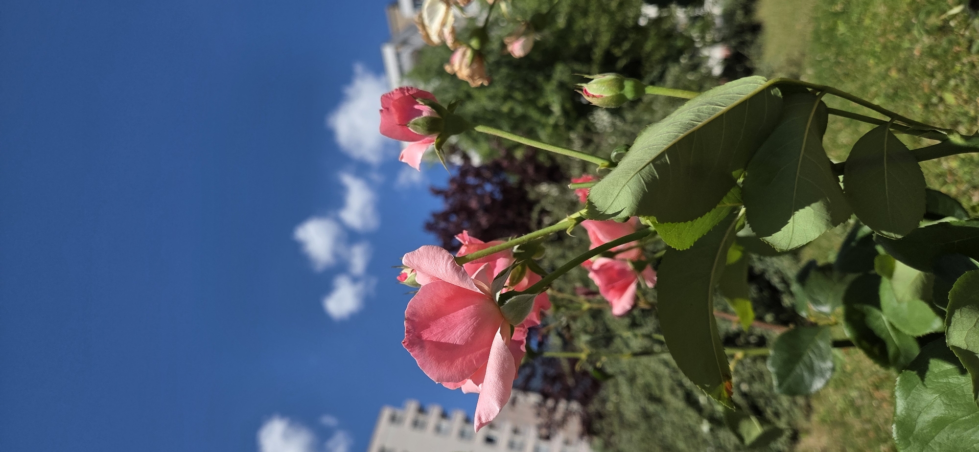 A close-up, low-angle shot captures a cluster of pink rose blossoms and buds against a vibrant blue sky dotted with white clouds. The foreground is dominated by the delicate petals of a fully bloomed rose on the left, its stem and leaves reaching upwards. To the right, several rose buds are visible, one more prominent and tightly furled than the others. In the background, blurred out, are hints of urban elements: a portion of a light-colored building on the left, a dark red leafy tree, and lush green foliage. The overall impression is one of nature's beauty amidst a city setting, possibly in a park or garden in Strasbourg, France, on a bright, sunny day.