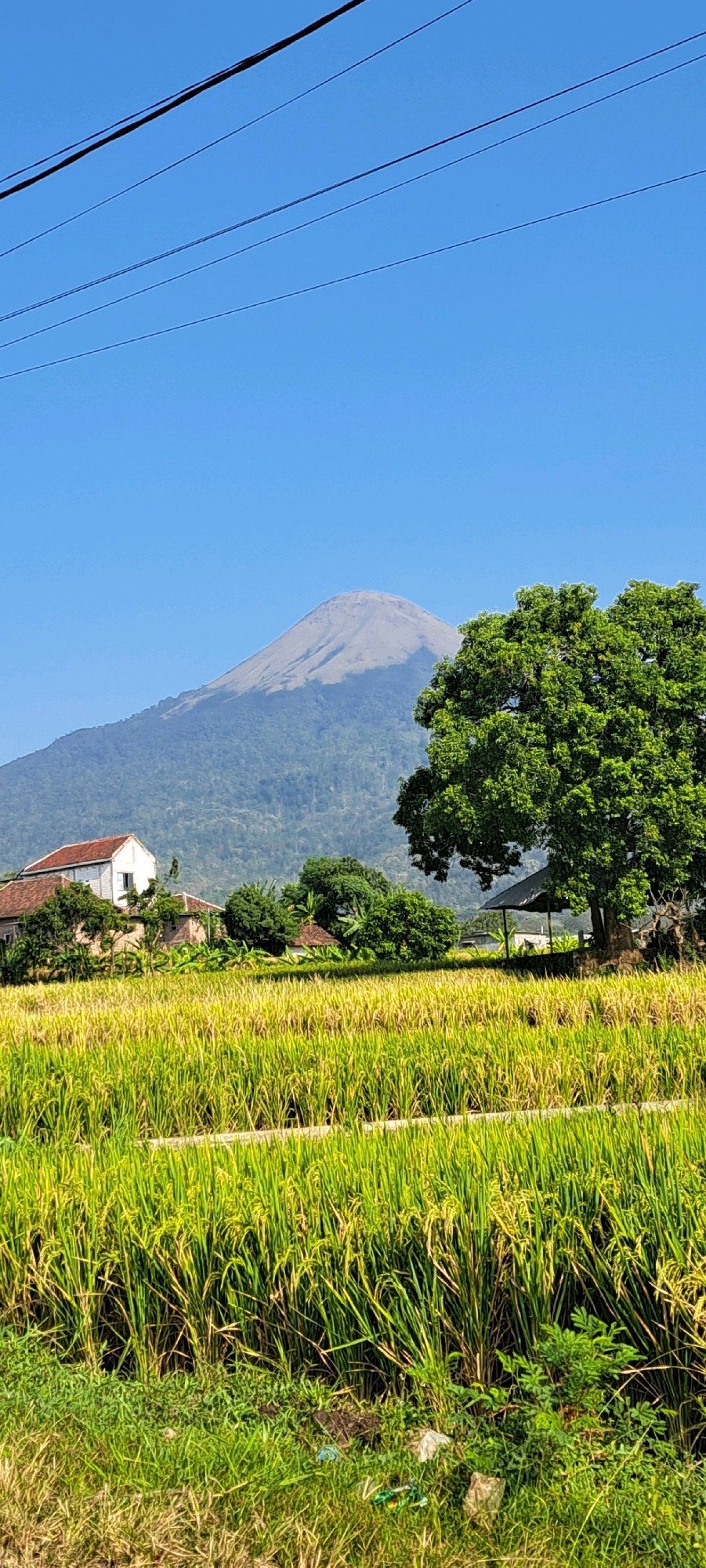 A rural landscape scene in Pandaan, Indonesia, features a lush green rice paddy in the foreground, leading towards a cluster of houses with red tile roofs. Behind the houses, a large, mature tree stands prominently. In the background, a majestic mountain, likely Mount Penanggungan, rises against a clear blue sky. Overhead, power lines are visible, suggesting the presence of infrastructure in the area. The overall impression is one of natural beauty and agricultural life in a mountainous region.