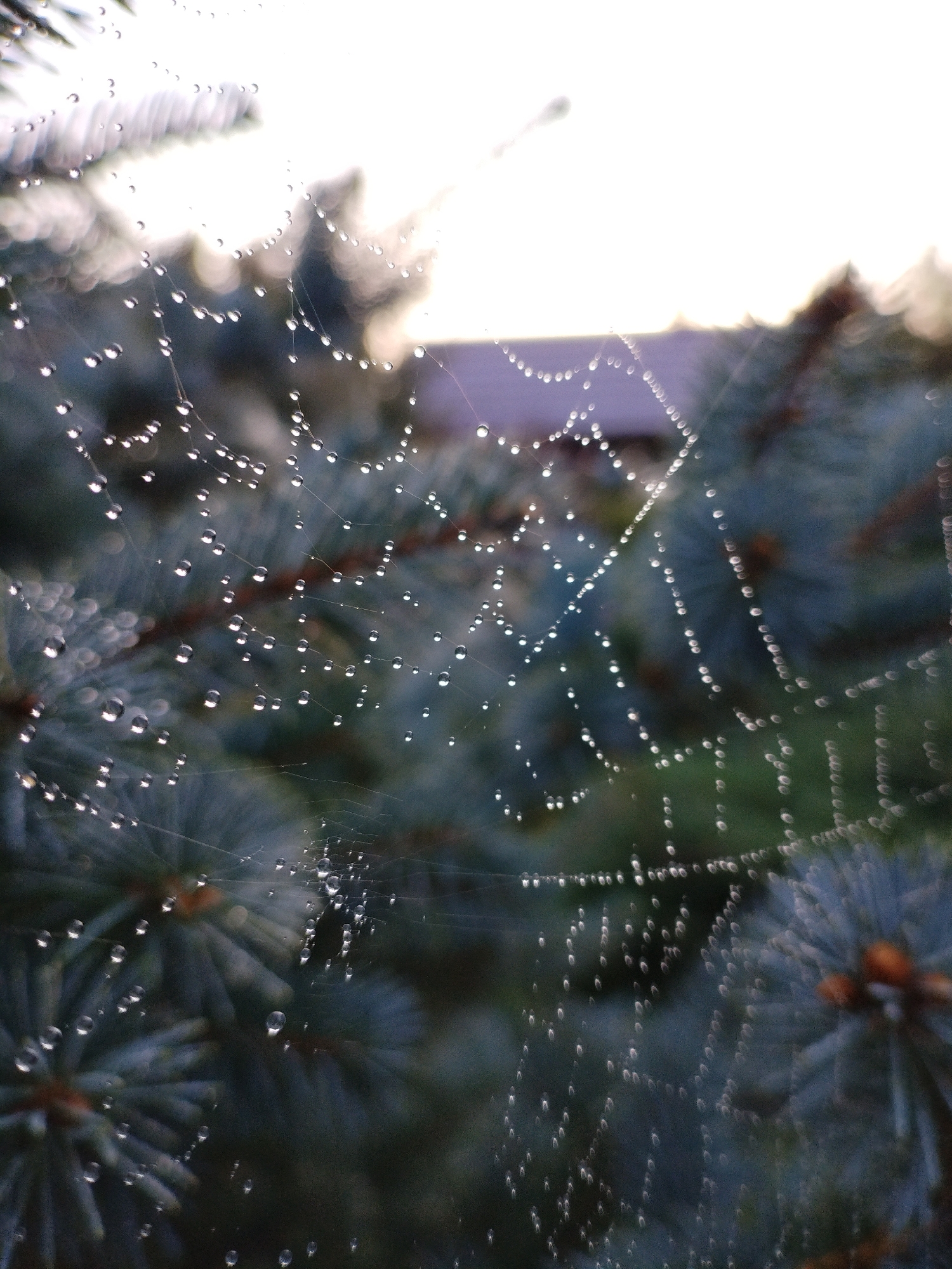 The image shows a close-up of a dew-covered spiderweb in front of blurred evergreen branches. Water droplets of varying sizes cling to the intricate strands of the web, reflecting the light and creating a sparkling effect. The background is out of focus, with muted tones of green and blue from the foliage, and a bright, hazy sky or light source at the top. No people or specific locations within Bialynichy, Belarus, are identifiable.