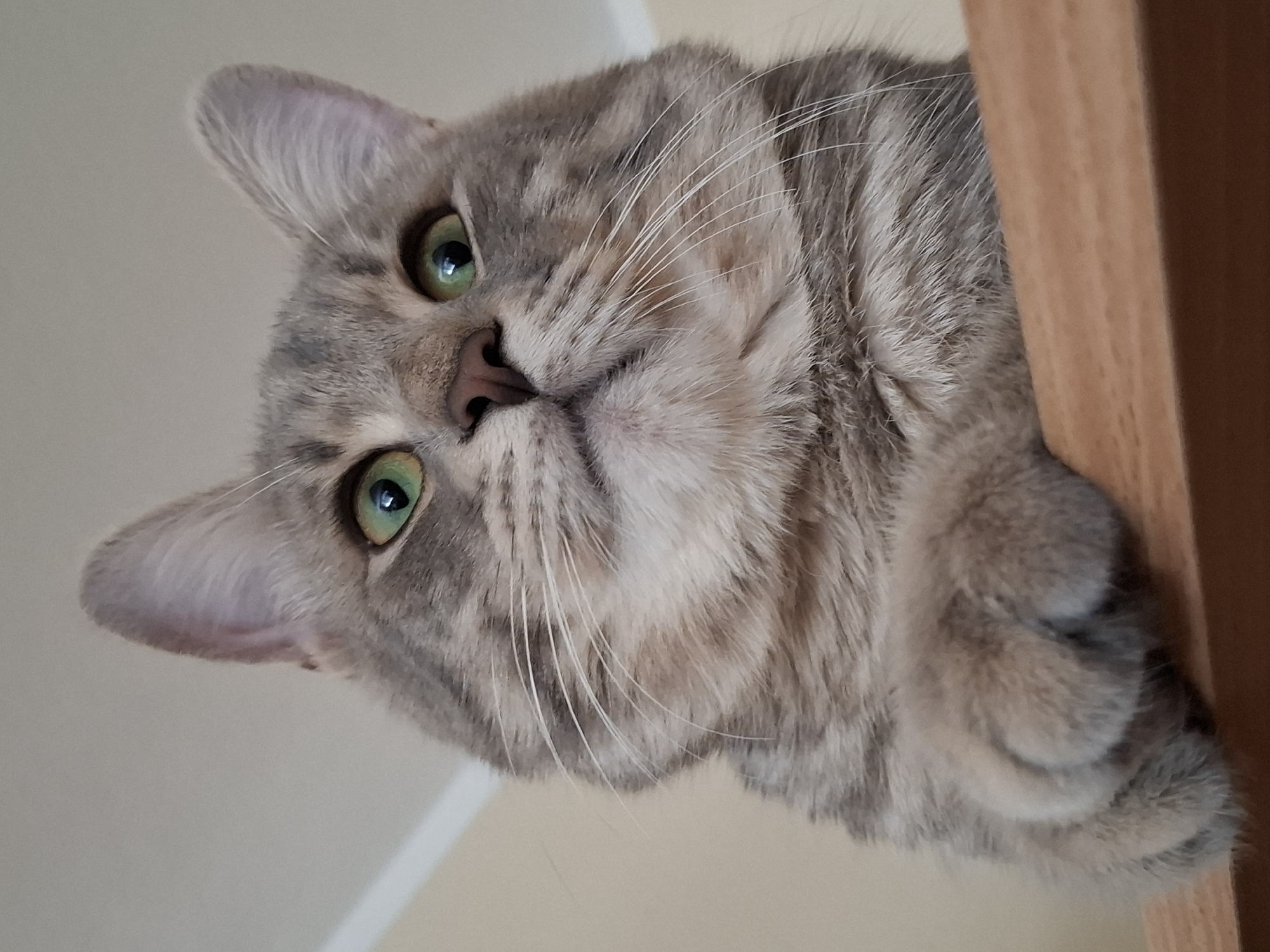 The image shows a gray tabby cat with green eyes looking down at the viewer. The cat's head is tilted and close to the camera. Its whiskers are prominent. Part of a wooden object (likely a shelf or door frame) is visible on the right side of the image. The background appears to be a plain, light-colored wall. There is no information in the image to suggest the location is Novi Sad, Serbia.