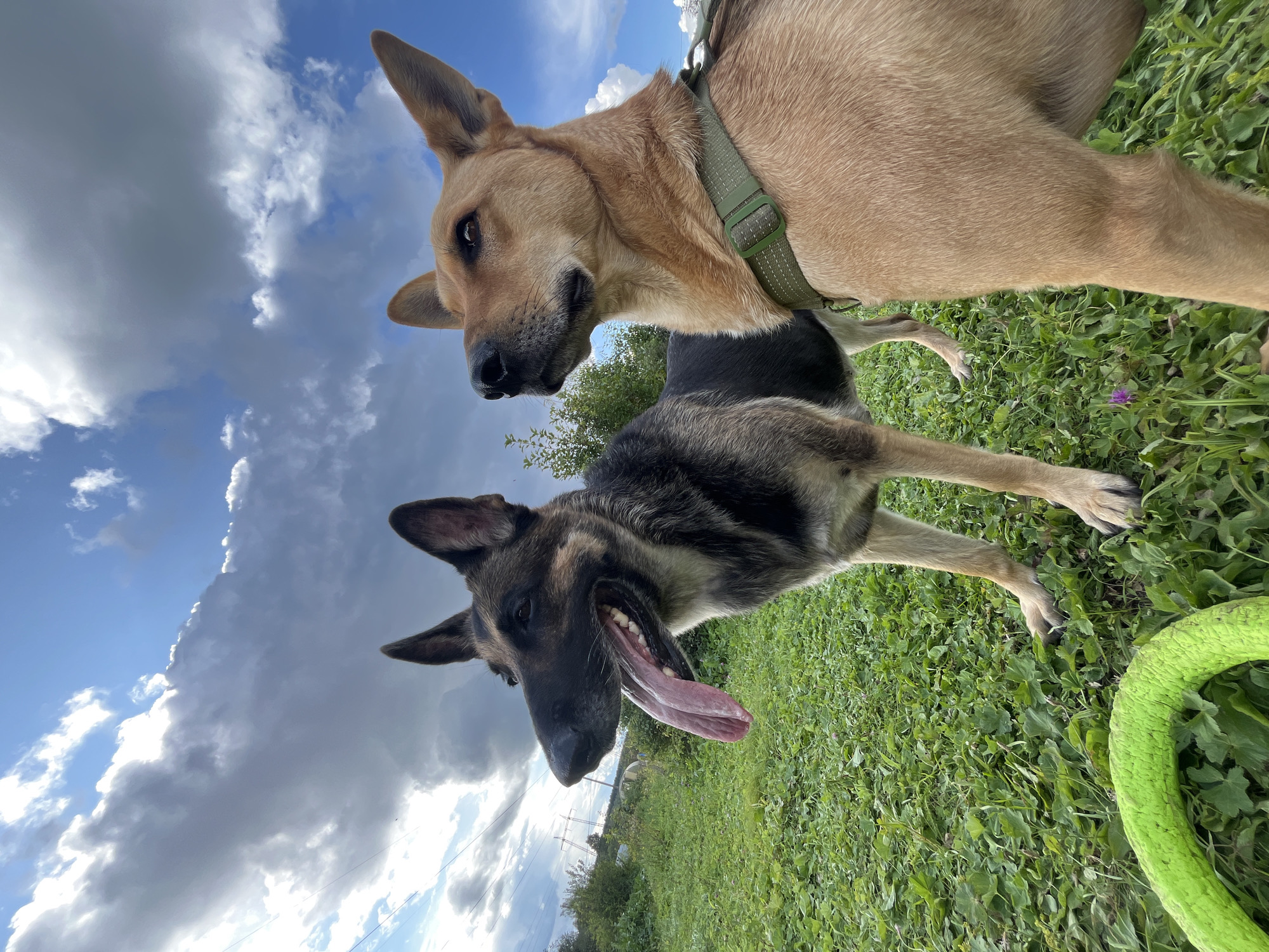 In a grassy field under a cloudy sky, two dogs are standing. The dog on the left is a German Shepherd with its tongue hanging out. The dog on the right is a tan-colored dog wearing a green harness. A bright green ring toy lies on the grass in the foreground. The background shows trees and a power line. The image was taken in Nizhny Tagil, Russia.