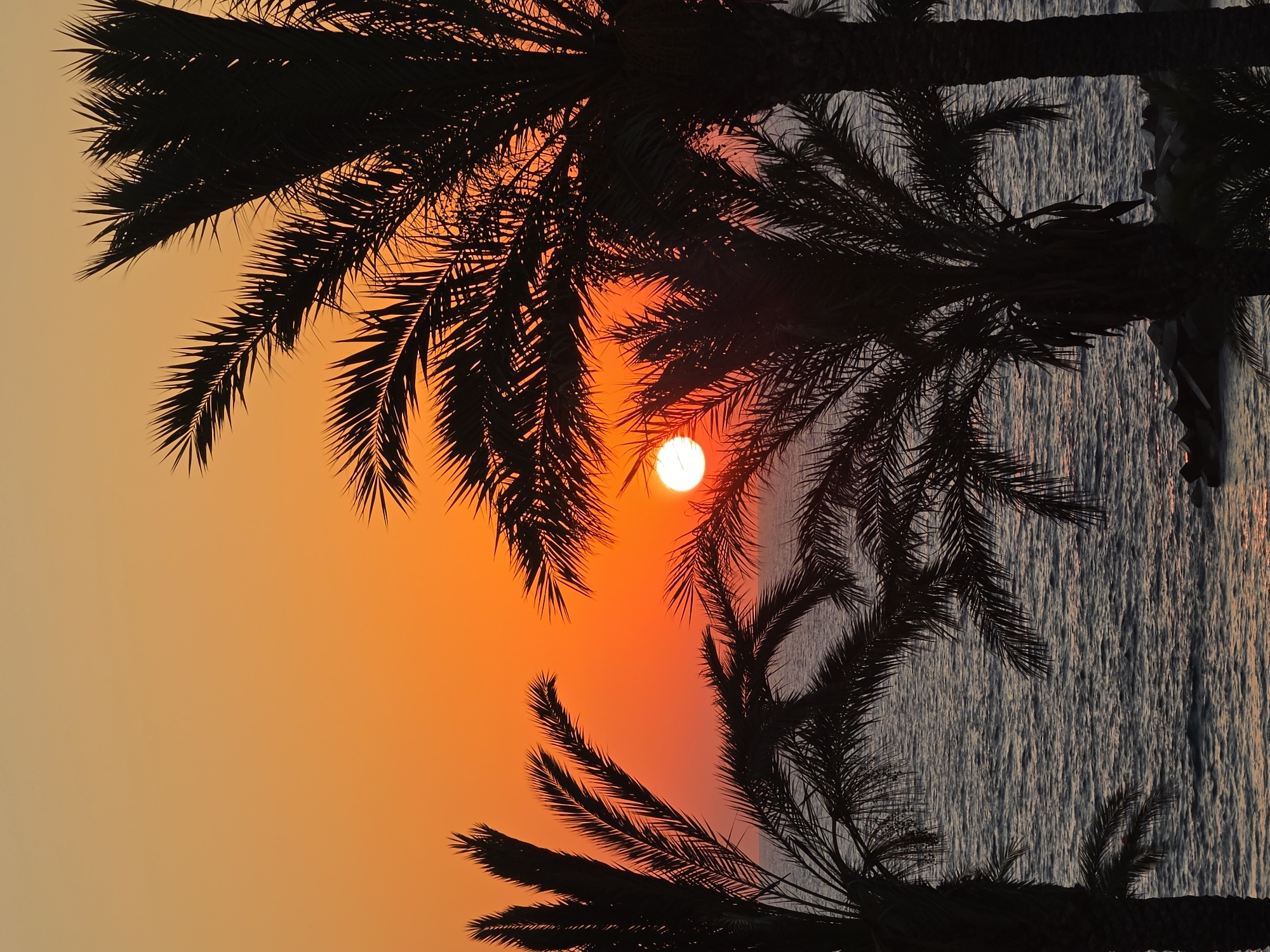 A vertical, medium shot captures a sunset scene over the sea in Chlorakas Community, Cyprus, as viewed through silhouetted palm trees. The sun, a bright white orb, is positioned slightly right of the center, partially obscured by palm fronds. The sky is a gradient of warm oranges and yellows, transitioning to a lighter hue near the top of the frame. Below the sky, the sea is visible, reflecting the sunset's colors with rippling textures. Several palm trees, their fronds and trunks rendered in dark silhouette, frame the sun and the sea, creating a tropical ambiance. The foreground and mid-ground are dominated by these silhouetted palm trees, with a hint of dark rocks at the water's edge in the lower right portion of the image. There are no people or discernible actions depicted.