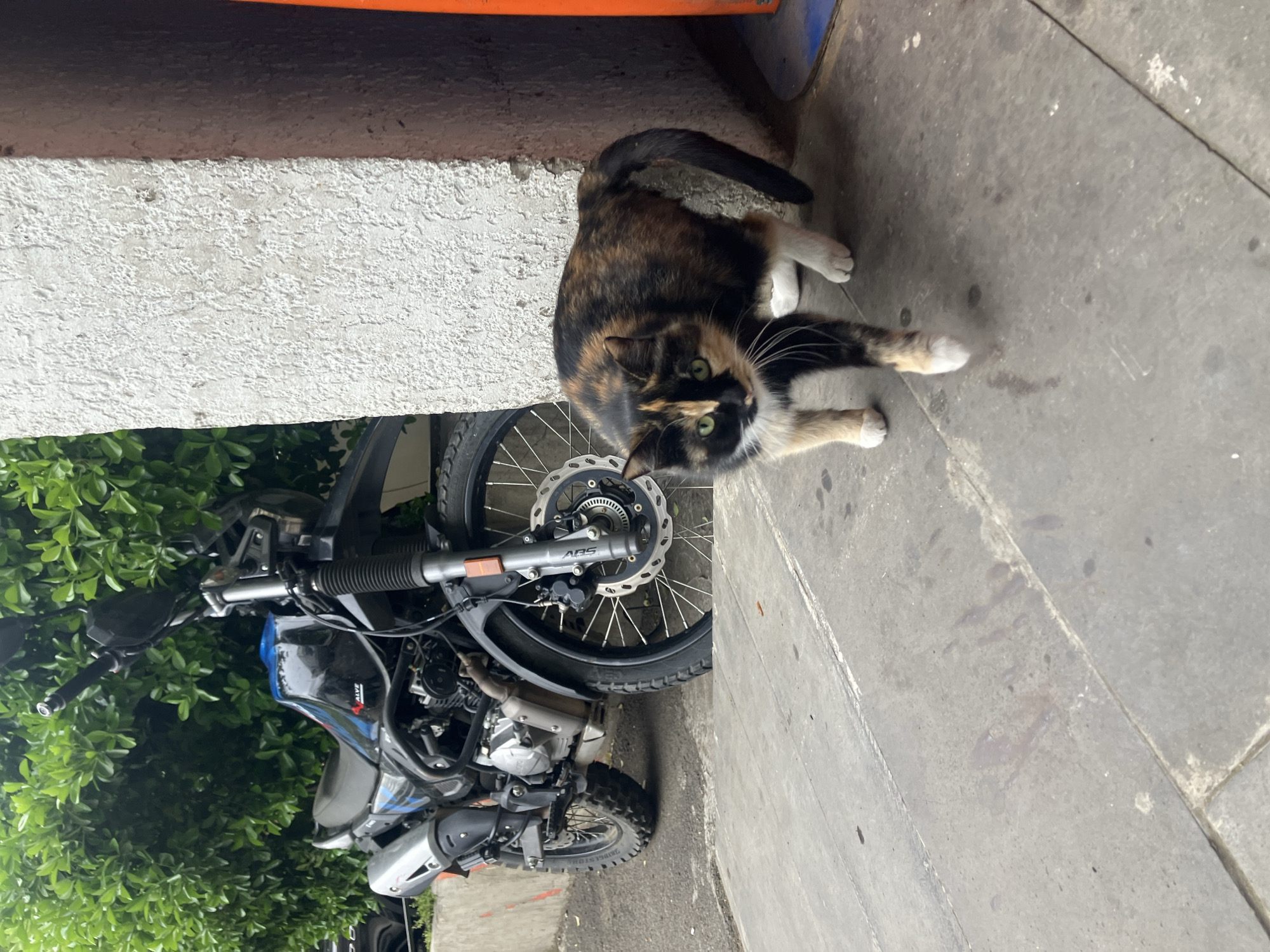 A calico cat with black, orange, and white fur and striking green eyes is the central subject of this outdoor, eye-level shot. The cat is positioned on a light gray concrete pavement, looking directly towards the camera with a curious expression. Its body is mostly black and orange, with white paws, chest, and muzzle. It appears to be sitting or in the process of standing up, with its front paws extended.
Behind and to the left of the cat is a black and blue adventure-style motorcycle parked near a textured, light gray concrete wall or ledge. Lush green foliage, likely bushes or trees, is visible behind the motorcycle. Visible details on the motorcycle include its spoked wheels, disc brakes with "ABS" text on the front fork, and parts of the engine with "4 VALVE" visible. The rear tire clearly shows the "BRIDGESTONE" brand name. An orange and blue structure is partially visible in the upper background, just above the concrete wall.
The scene takes place during daylight hours, suggested by the bright, even lighting. The ground is a mix of concrete paving slabs and what appears to be a curb, showing some dirt and wear. The overall impression is a candid moment of a street cat interacting with its urban environment, specifically near a parked motorcycle. The context provided indicates the location is Tbilisi, Georgia.