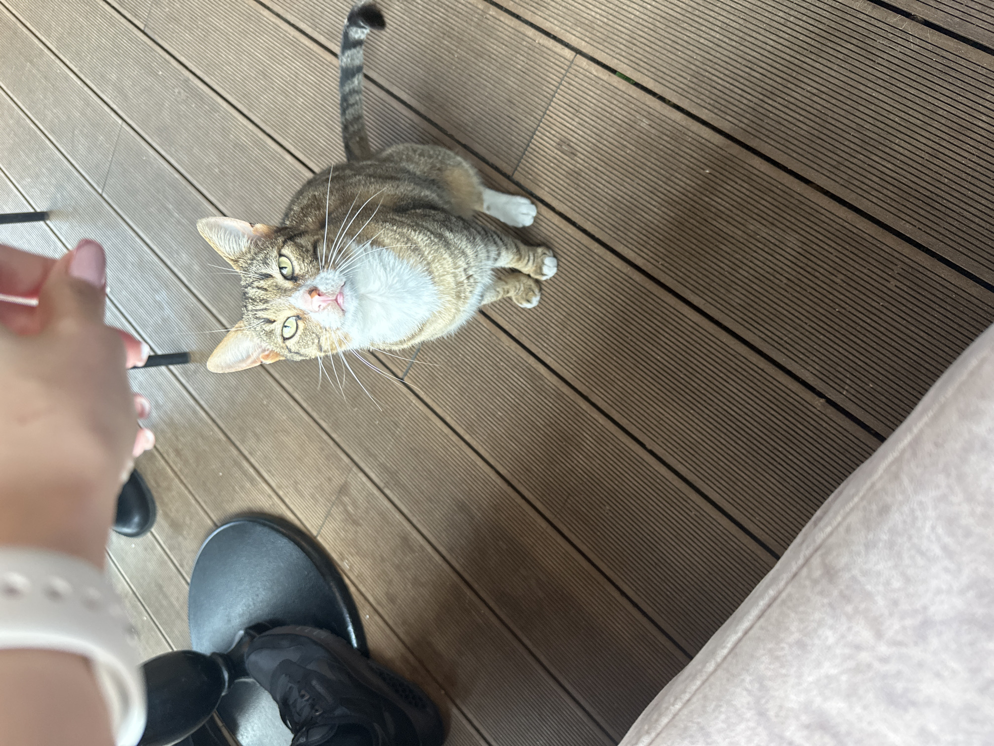 A medium shot shows a tabby cat looking up at the camera in an outdoor setting with wooden decking. The cat has a white chest, green eyes, and a pink nose. A human hand holding a thin object is visible in the upper left corner of the frame, suggesting interaction with the cat. A person's black shoes are also visible near the bottom left corner. A white couch is visible in the bottom right corner. The location is Unknown, Unknown.