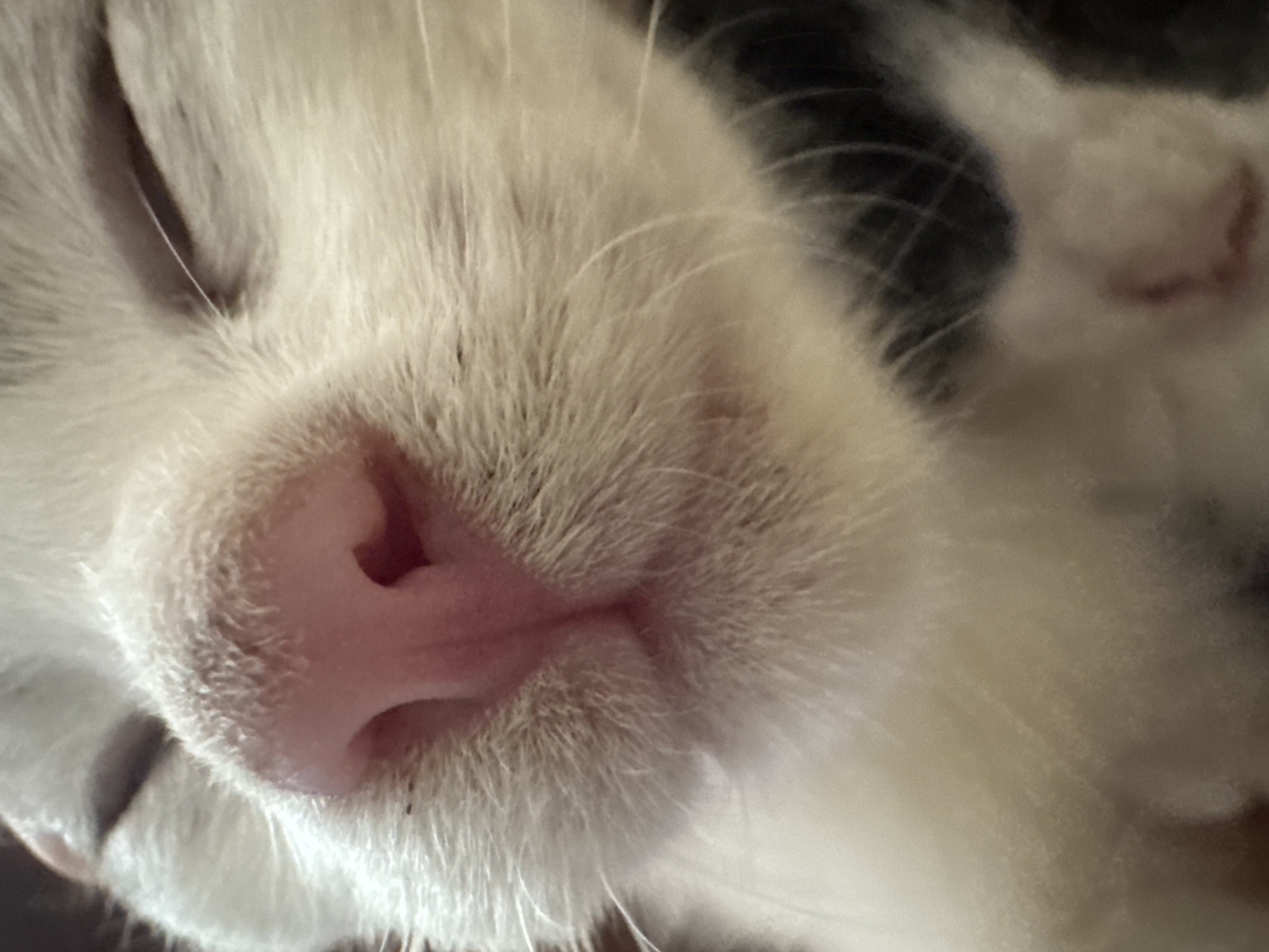 A close-up, high-angle, eye-level shot focuses on the pink nose and closed eyes of a white cat with black markings. The cat's fur is visible around its muzzle and eyes, with whiskers extending from the sides of its nose. The background is blurred, showing hints of black and white fur. The image is not set in a city, but rather a close-up of an animal.