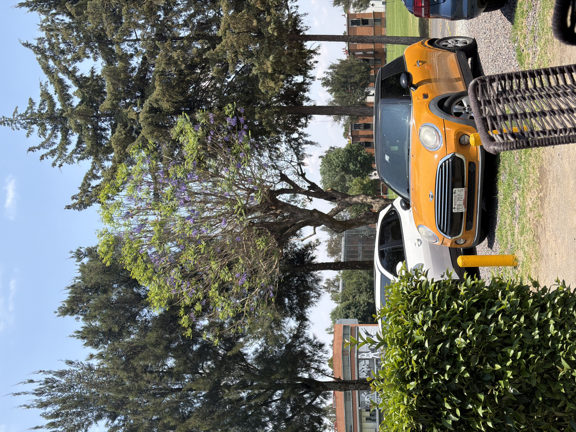 The image captures an outdoor scene on a clear, sunny day, likely in Mexico, as indicated by the "ZACATECAS" inscription on a license plate. The primary subjects are several parked cars and a variety of trees and buildings.
In the foreground, to the right, a dense, leafy green bush occupies the lower portion, partially obscuring a dark-colored, woven outdoor chair. The ground beneath the parked cars appears to be gravel or dirt, with a yellow parking bollard visible near the front of an orange car.
The most prominent object in the midground is a bright orange Mini Cooper, parked facing right. Its license plate, "ZER-707-G", clearly displays "ZACATECAS" below the numbers. A white car is partially visible to the left of the orange Mini Cooper. Behind the cars, several large trees dominate the view. One distinct tree features vibrant purple blossoms, characteristic of a jacaranda tree, while others are tall with dense, dark green foliage, possibly conifers.
In the background, behind the trees, multi-story buildings with brick-colored facades and numerous windows can be seen. The sky above is a bright, clear blue with a few wispy white clouds. The overall impression is one of a peaceful, well-lit parking area adjacent to a green space with urban structures in the distance. No people are visible, and no specific activity is taking place beyond the presence of parked vehicles.
