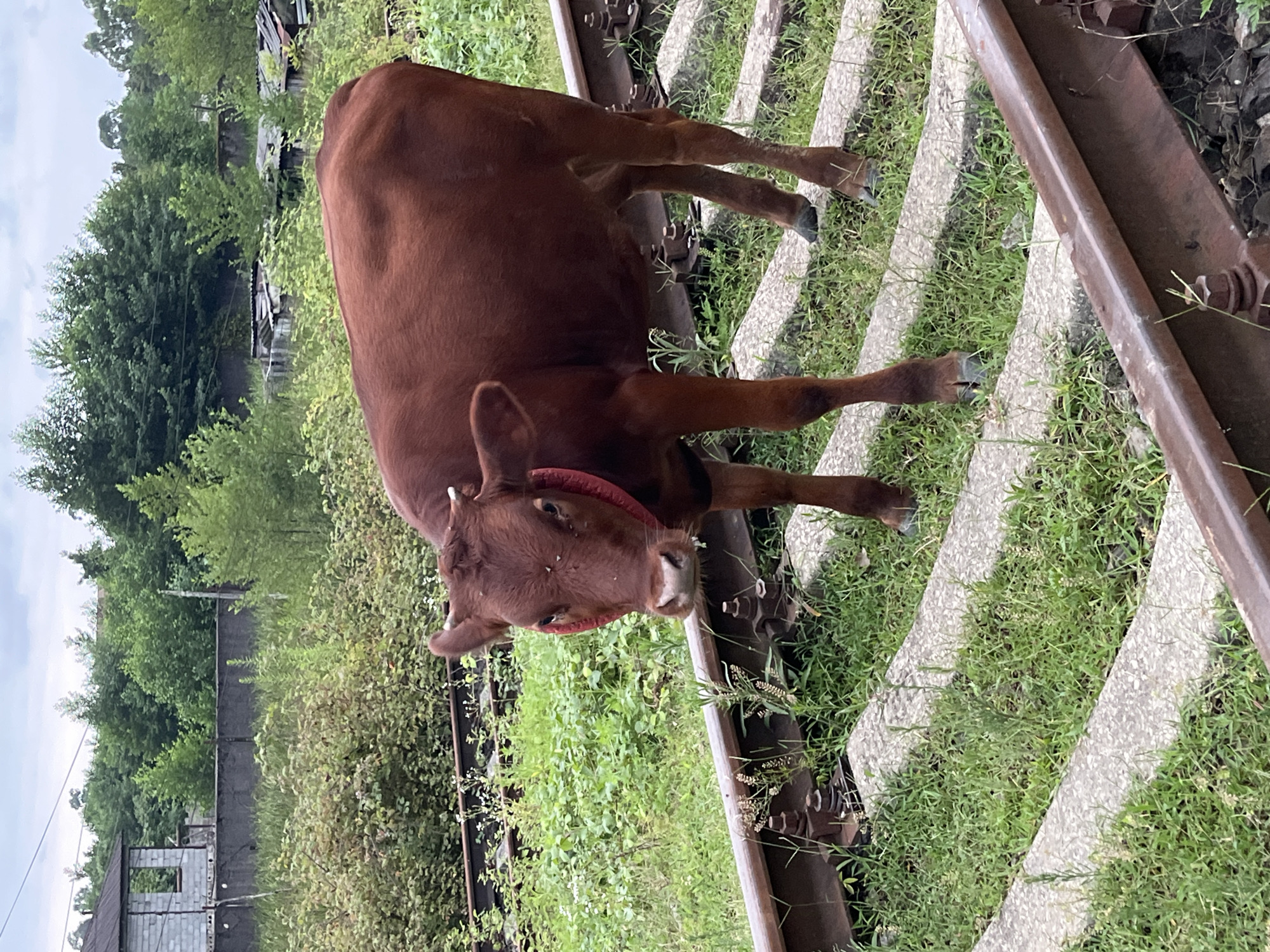 In Ureki, Georgia, a brown calf stands on abandoned railway tracks. The calf is facing the camera, with its head slightly tilted. Its eyes are dark and wide, and its nostrils are flared. The calf is wearing a red collar. The railway tracks are overgrown with grass, and the surrounding area is lush with vegetation. In the background, there are trees and a few dilapidated buildings. The sky is overcast, and the overall mood of the image is one of quiet solitude.