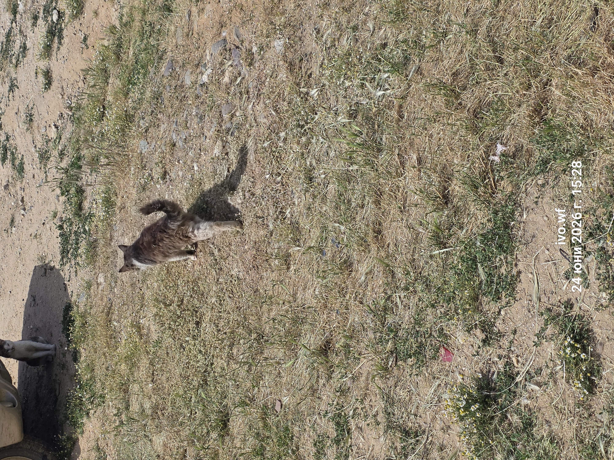 A fluffy, grey and brown cat with white markings on its chest and face is standing in dry grass and dirt. The cat is facing to the right, with its tail curled upwards. The sun is casting a shadow of the cat to its left. In the foreground, on the left side of the image, a smaller, light-colored cat is visible sitting in the shade of an unseen object. The scene appears to be outdoors in a dry, uncultivated area. There is a timestamp in the bottom right corner of the image that reads "24 юни 2026 г. 15:28".