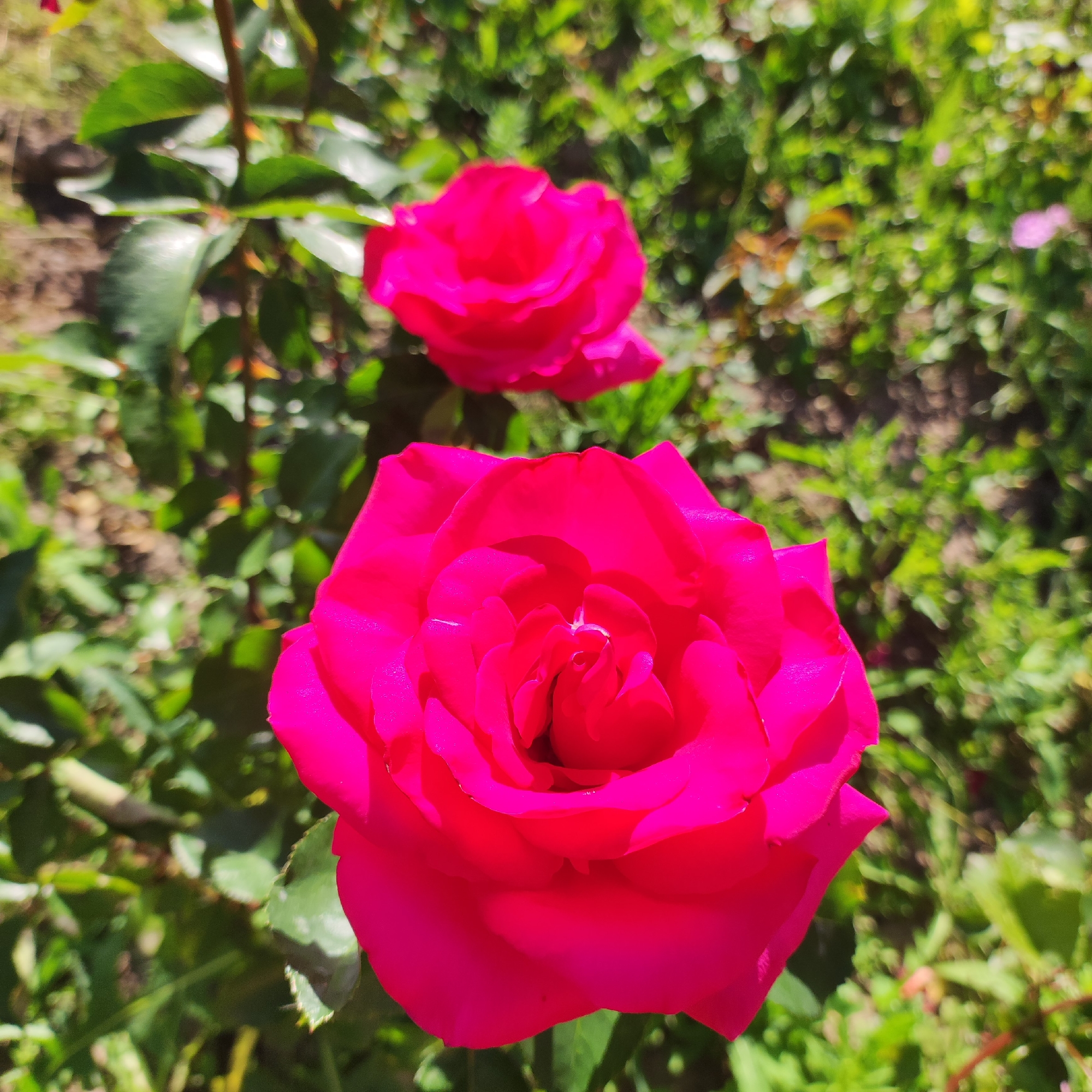 This media file features a close-up shot of two vibrant pink roses in a garden setting. The rose in the foreground is in sharp focus, showcasing its intricate petal structure and rich, saturated color. A second, slightly blurred pink rose is visible in the background, positioned higher and to the left. The surrounding environment consists of lush green foliage and grass, with some soil patches visible. The lighting suggests a bright, sunny day, likely outdoors in a natural setting. The overall scene conveys a sense of natural beauty and tranquility, with no specific activity or event taking place beyond the passive display of the flowers. There is no visible text in the image. The location context provided is Navoloki, Russia.