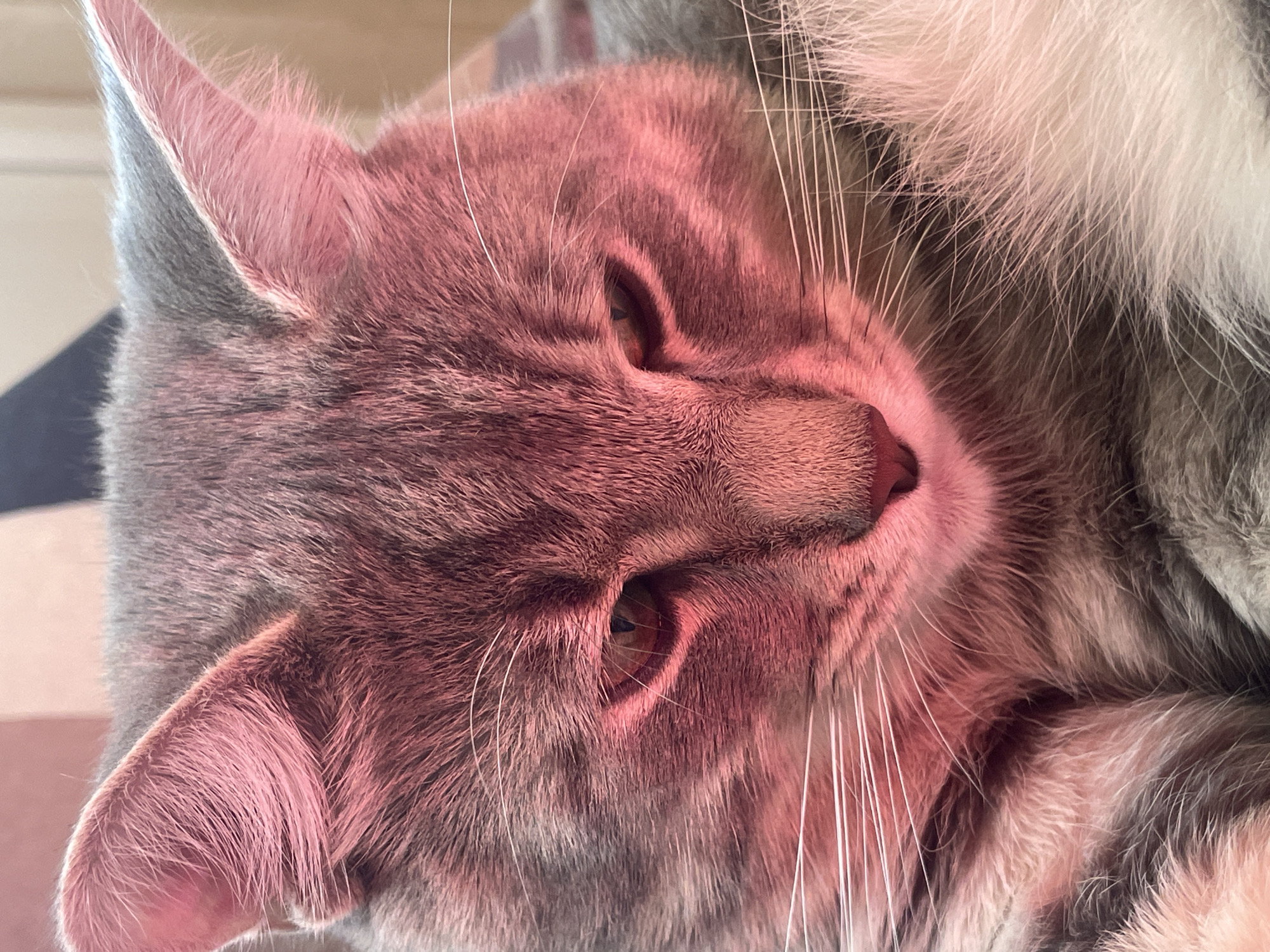 The image captures a close-up, high-angle view of a domestic cat's head, possibly while it is resting or lying on its side. The cat's fur displays a mix of grey, white, and subtle tabby patterns, with a warm, reddish-pink cast due to the lighting, particularly noticeable on its face, nose, and the insides of its ears. One eye, partly visible, appears to be an amber or light brown color. Numerous long, white whiskers protrude from its snout. The cat's expression is calm and relaxed. The background is blurred, indicating an indoor setting, with soft, indistinct shapes. No specific objects or text are visible apart from the cat itself. The overall impression is one of peaceful rest.