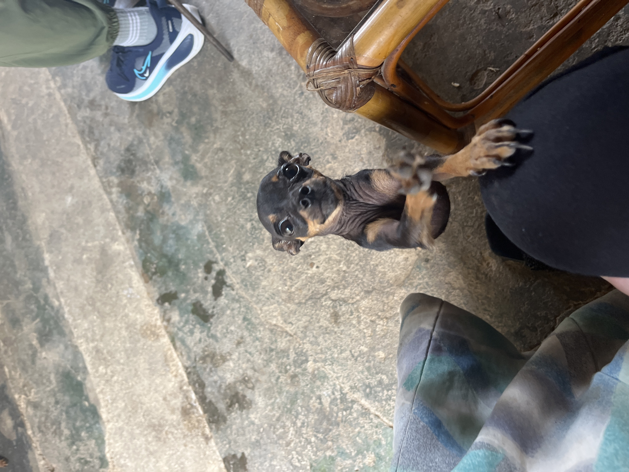 A miniature pinscher puppy stands on its hind legs, front paws extended, looking up towards the camera. The puppy has black and tan fur, large eyes, and prominent ears. It is positioned on a concrete surface that appears damp and somewhat textured, with visible discoloration and debris. To the left of the puppy, a portion of a cushion with a blue and green plaid pattern is visible. To the right, part of a wooden chair with a woven texture is present. In the background, there are what appear to be concrete steps or risers. Further in the background, on the right side of the frame, a person's legs are visible, wearing olive green pants and dark blue athletic shoes with a white and light blue accent. The scene appears to be outdoors, possibly in a courtyard or patio area in Juan Griego, Venezuela.