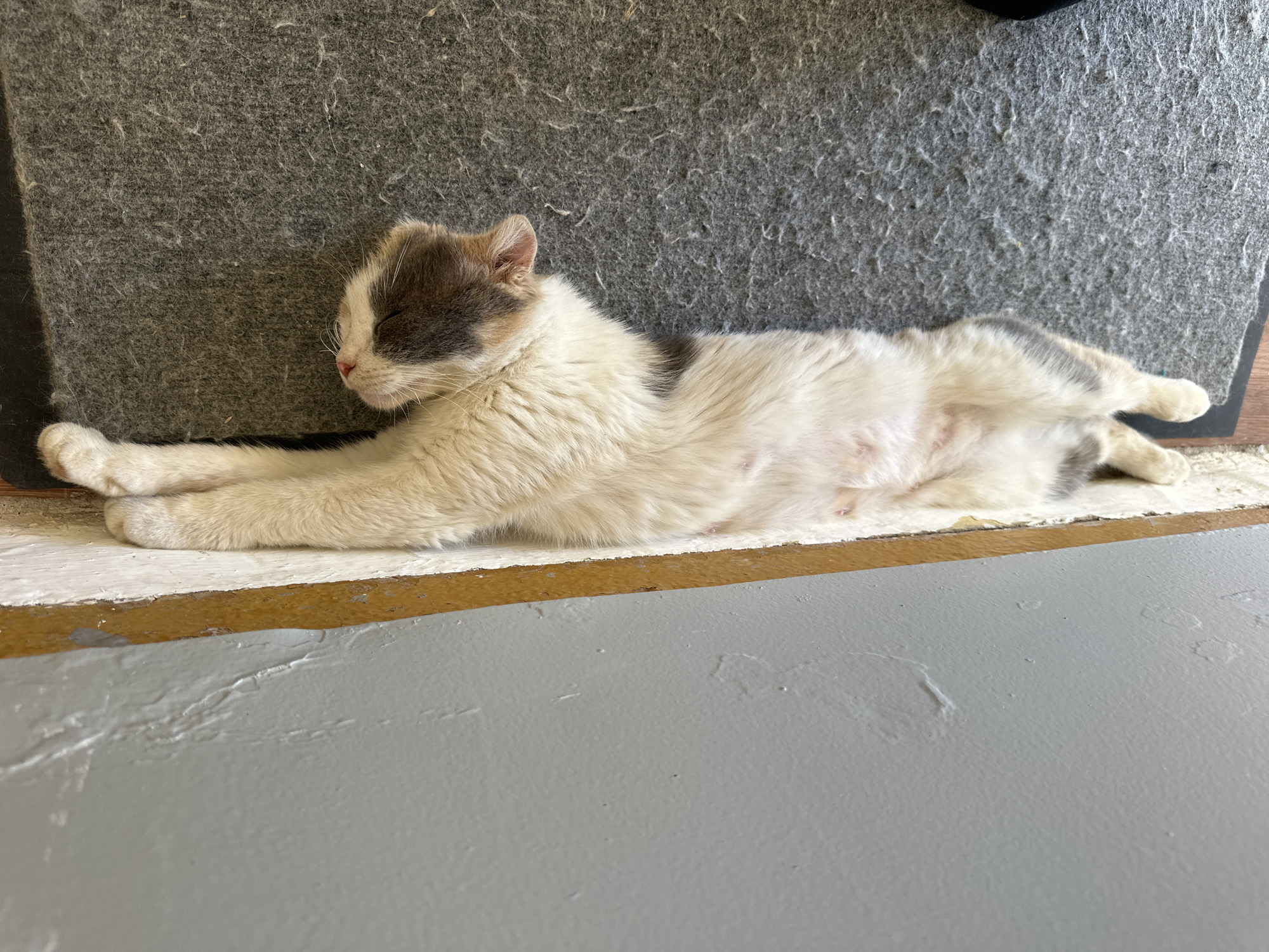 A calico cat is stretched out on a grey carpet, with its front paws reaching up the side of a cream-colored wall. The cat is lying on its back, and its eyes are closed. The cat's fur is predominantly white with patches of grey and brown. The wall is painted a light grey and has a textured surface. The carpet appears to be worn and slightly matted. The scene is likely indoors, possibly in a residential setting. The image is oriented vertically, as if taken from a high angle looking down.