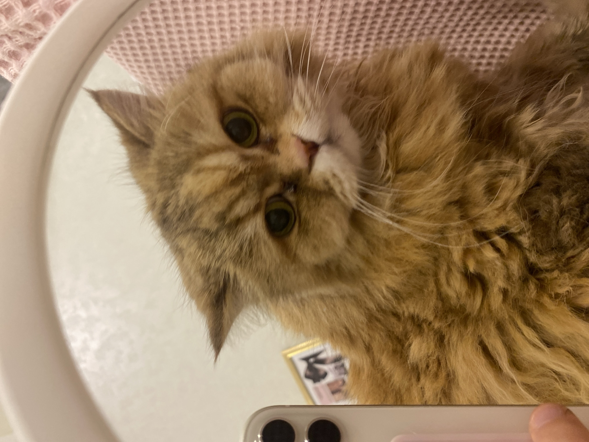 The image shows a fluffy, golden-brown cat with green eyes looking directly at the camera, its face partially obscured by what appears to be a mirror or reflective surface held by someone below. The mirror's frame is white, and the reflection includes parts of the environment, possibly a room. A pink textured surface is visible behind the cat. A modern smartphone with multiple camera lenses is visible in the foreground. The location, Kazan, Russia is not discernible from the image content.