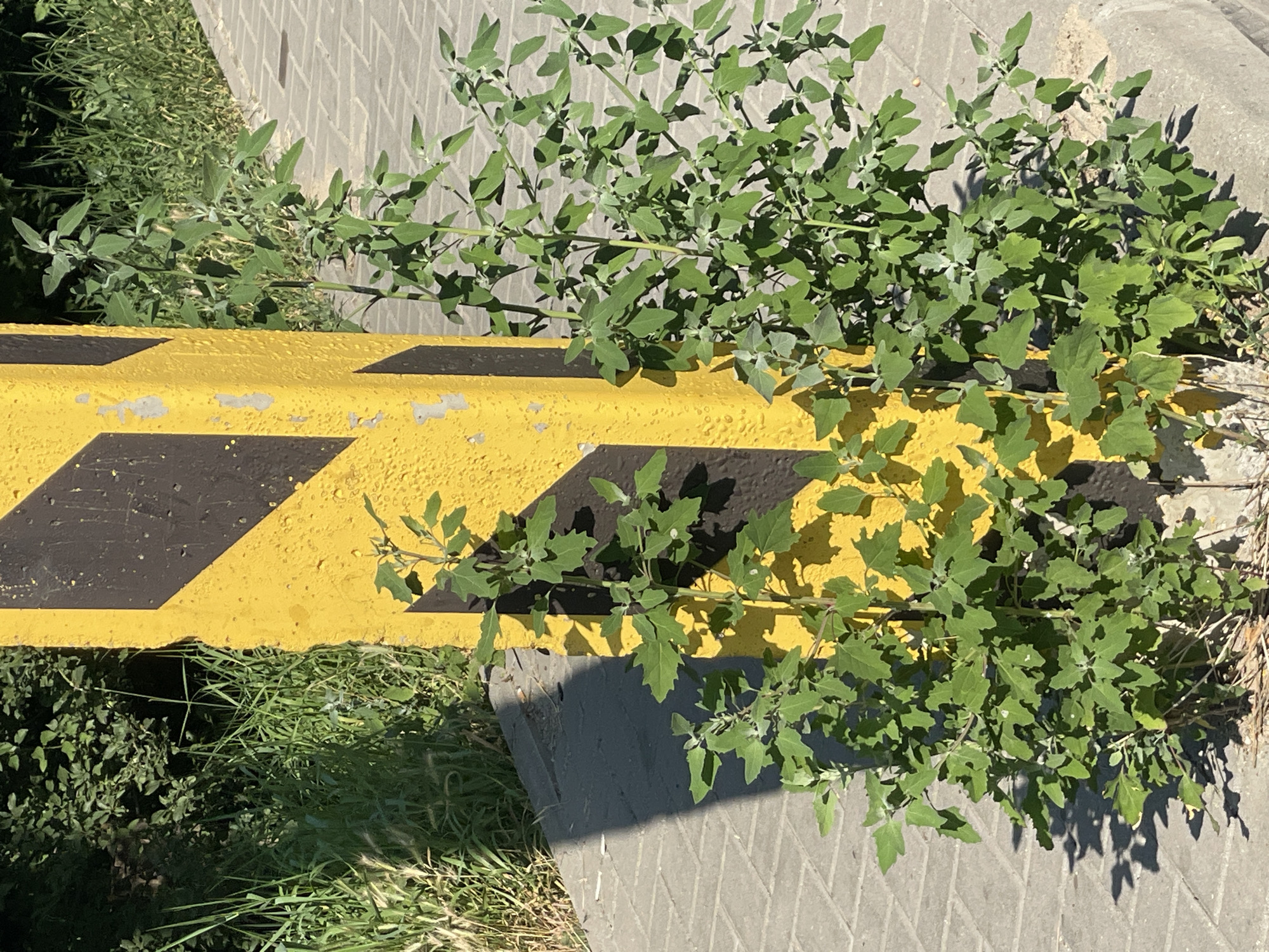 In an outdoor urban setting, a yellow and black striped concrete post stands prominently. The post shows signs of wear and tear, with chipped paint and rough texture. Green leafy plants are growing around the base of the post, some reaching up the side. The ground is paved with gray interlocking stones, and in the background, there is lush green grass and vegetation. Sunlight casts shadows on the paving stones and the post.