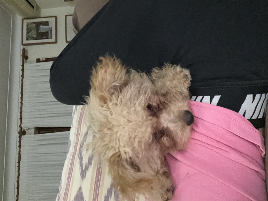 A small, tan-colored dog with curly fur is depicted in a resting state, its head down, positioned on a pink fabric item. This item lies across a human's thigh, which is covered by black pants partially revealing a white logo. The dog's body extends onto a patterned cushion featuring stripes of purple, red, and cream. The background reveals an indoor environment with white curtains on a wooden rod, a window, and a framed picture on a light-colored wall showing a floral arrangement in a vase. Additional background elements include a partial view of another framed picture, a wall-mounted unit, and a brown upholstered object. The setting is a domestic interior in Palmanova, Spain.