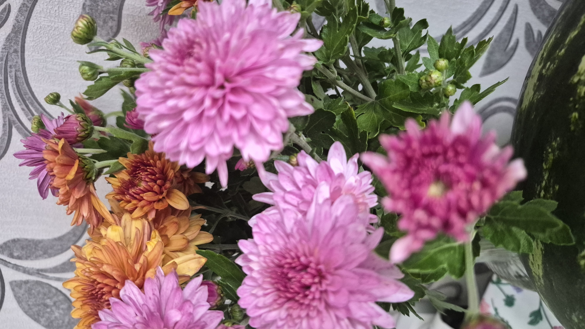 A close-up shot features a bouquet of chrysanthemums. The flowers display a variety of colors, including vibrant pinks, oranges, and purples. Some of the blooms are fully open, revealing their intricate petal structures, while others are still in bud form, with tight green sepals. Lush green leaves and stems are interspersed among the flowers. The background is a textured gray wallpaper with a subtle floral or damask pattern. The lower part of the image shows the dark green rind of a watermelon, partially visible. The scene is indoors, and the lighting suggests natural light coming from a nearby window. The overall impression is a colorful and naturalistic still life. The provided location of Krauja, Latvia, does not correspond to any specific identifiable features within the image itself.