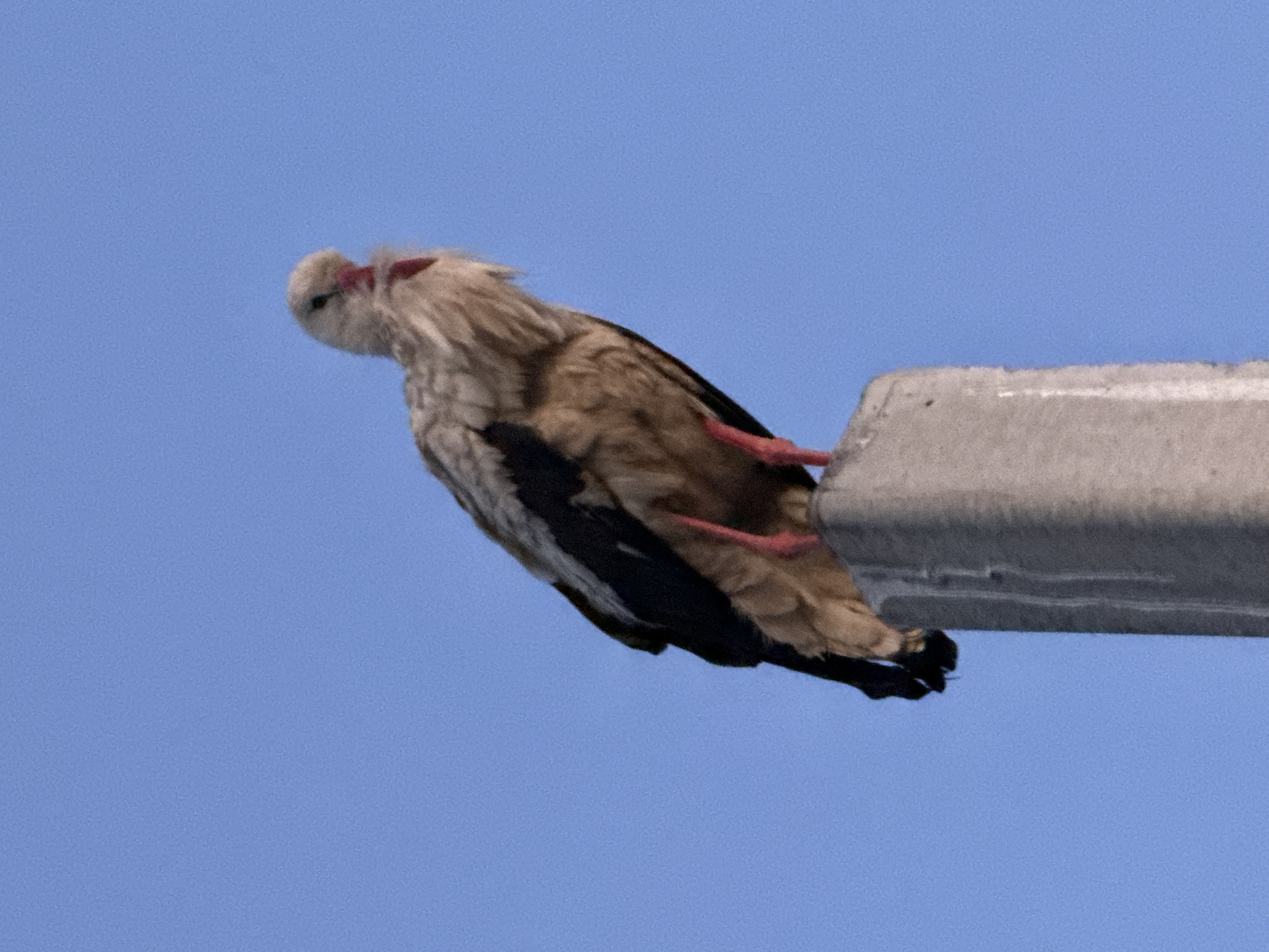 A white stork with black wing feathers stands on a concrete post against a clear blue sky. The stork is facing to the right, with its head tilted down. Its legs and beak are pink. The concrete post is rough and gray, with some texture visible. The scene is well-lit, with the sun casting soft shadows on the post. The image appears to be a photograph taken outdoors.