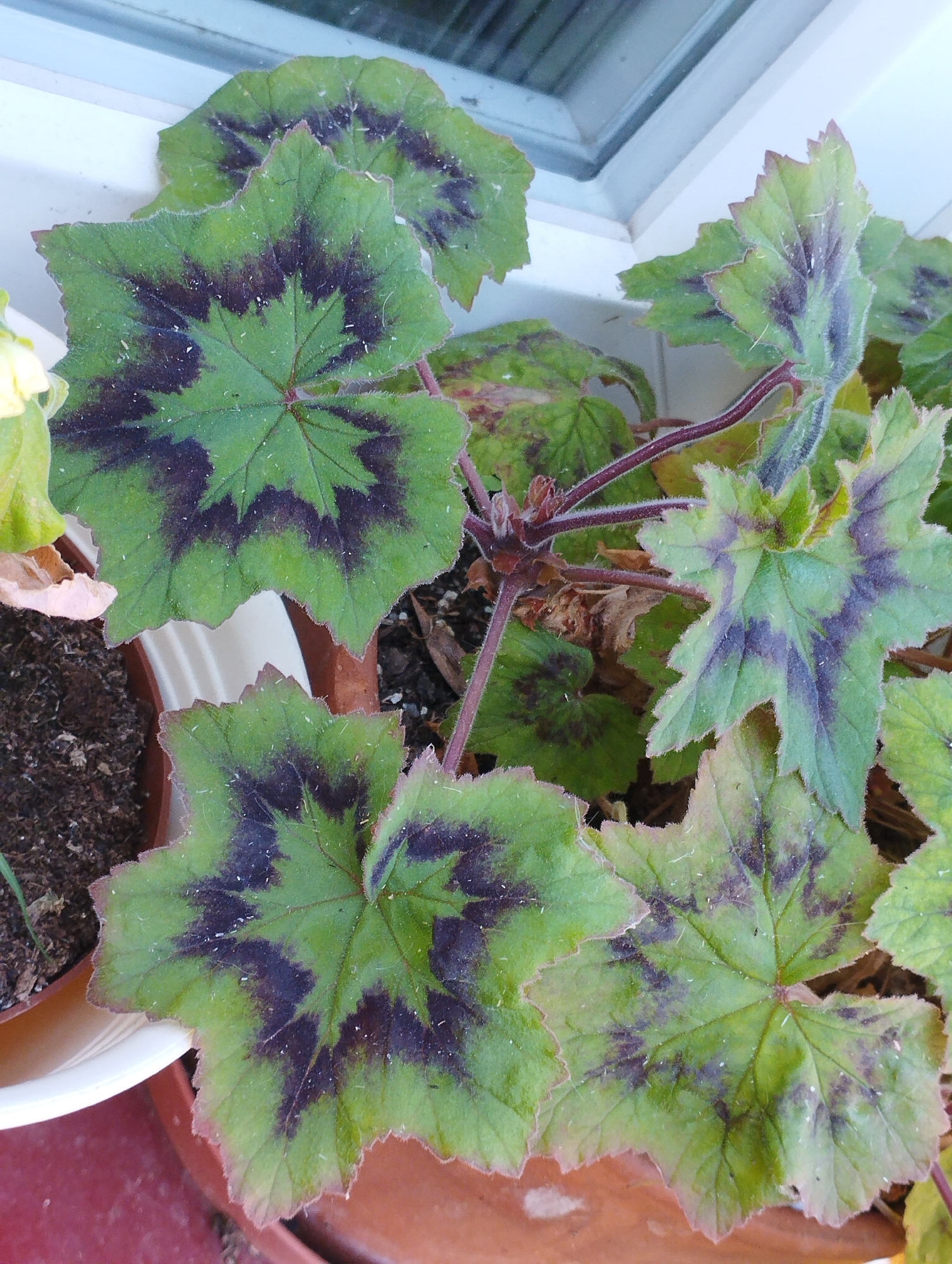 This is a close-up, eye-level shot of a potted plant with distinctly patterned leaves. The leaves are a vibrant green with dark purple markings that spread out from the center in a starburst or radial pattern. The edges of the leaves are serrated and appear slightly fuzzy. The plant is in a terracotta pot, and part of a white planter is visible. The background shows a window frame and sill, suggesting the plant is indoors or on a windowsill. The image composition focuses on the intricate details of the foliage. No people or actions are depicted. The specific location in Hospozín, Czechia is not identifiable from the image alone.