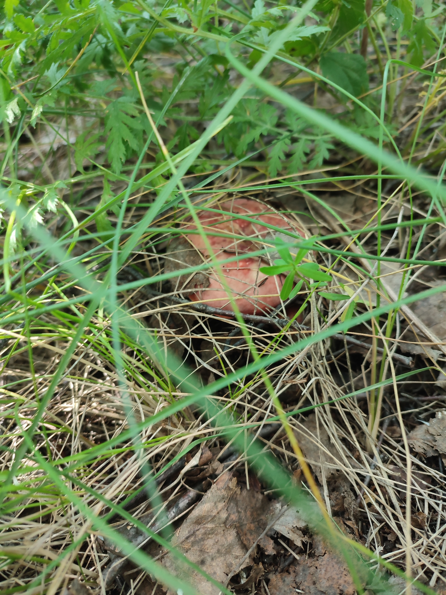 The image shows a close-up, eye-level view of the forest floor, partially obscured by blades of green grass and dry, straw-like vegetation. A reddish-brown mushroom cap is visible peeking through the foliage. The mushroom appears to be partially submerged in the dry leaves and organic matter covering the ground. The environment suggests a wooded or grassy area. The image does not contain any discernible location markers or evidence related to the city of Bakhmut, Russia.