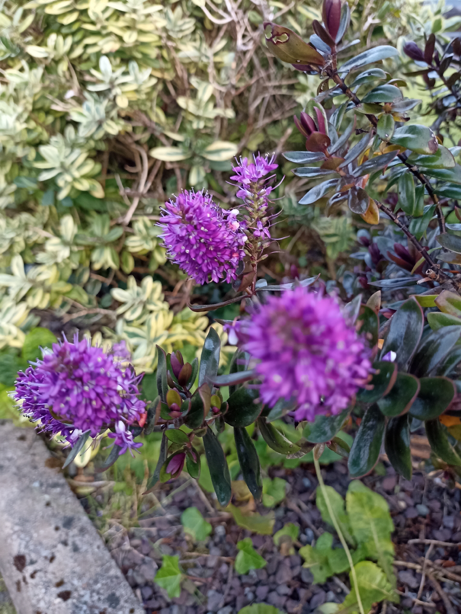 In Annagry, Ireland, a close-up, eye-level, outdoor, full shot captures the detail of purple Hebe flowers. The flowers are in various stages of bloom, with some clusters appearing more dense and spherical than others. The petals are a vibrant purple, and the stamens are visible, adding texture to the blooms. The foliage of the Hebe plant is a mix of dark green and purplish hues, with some leaves exhibiting a glossy sheen. In the background, a variegated shrub with light green and cream-colored leaves provides a contrasting texture and color. The ground beneath the plants consists of dark soil, small stones, and scattered dry leaves. To the left of the frame, a concrete curb or edging stone is visible, slightly worn and speckled with dark spots. The lighting suggests it might be overcast or early morning/late evening. There are no people or animals present in the image.