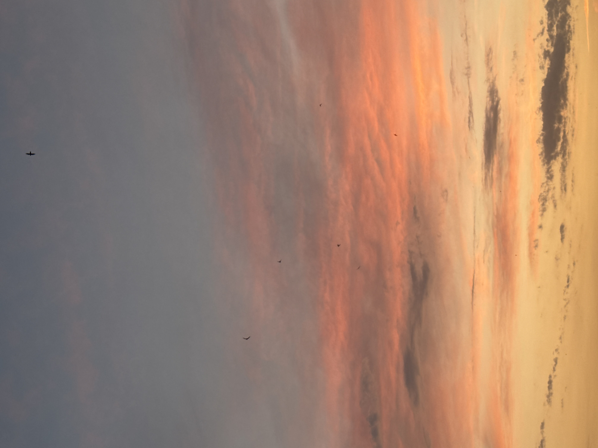 This is a photograph of a sunset sky over Bishkek, Kyrgyzstan. The sky is filled with clouds tinged with hues of orange, pink, and gray, indicating the sun is low on the horizon. Several small birds are silhouetted against the colorful sky, appearing to be in flight. The overall scene depicts a natural phenomenon of a sunset.