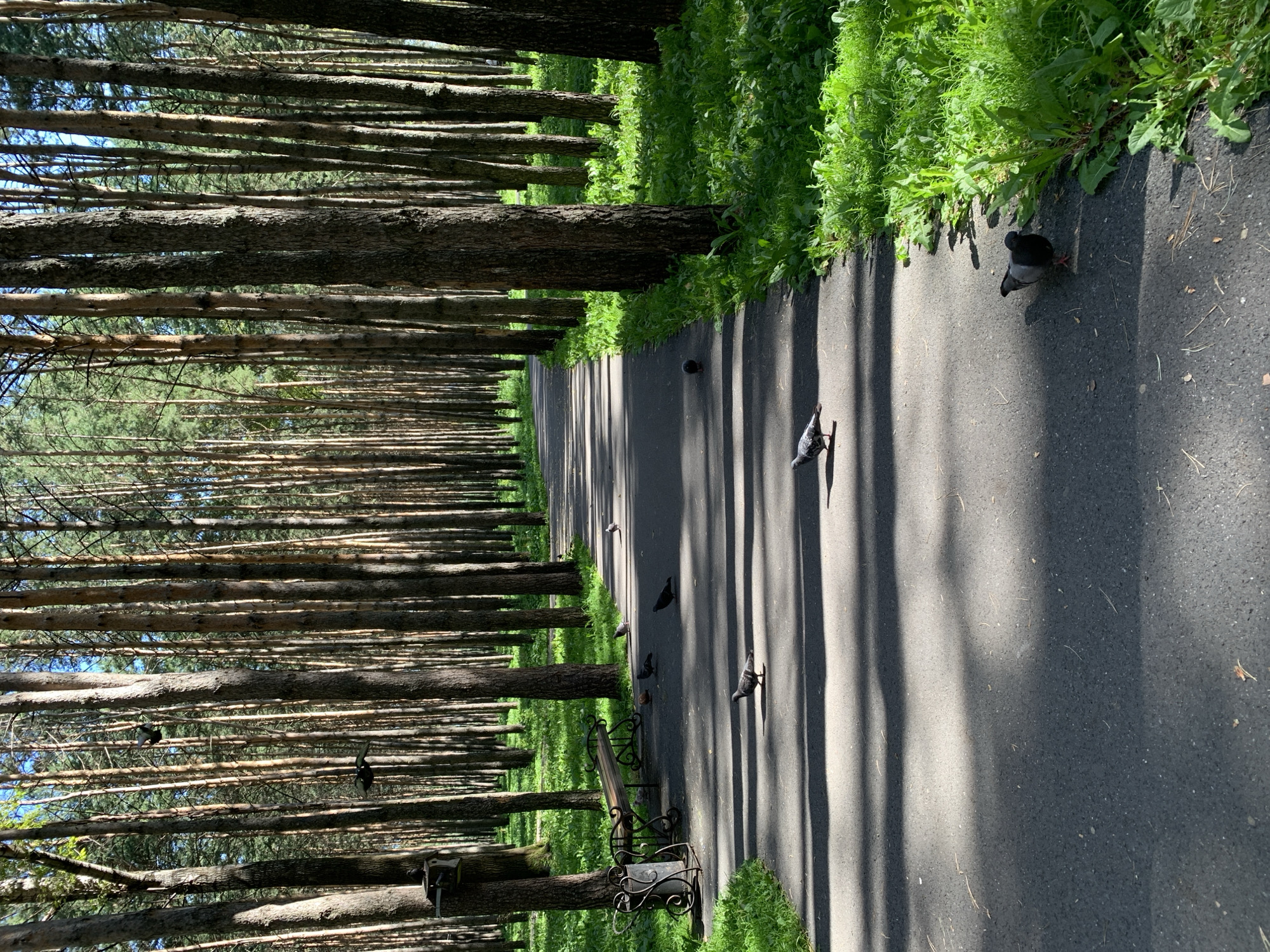 The image shows a paved path winding through a dense forest of tall, slender pine trees. The path is flanked by lush green grass and dappled sunlight creates a pattern of shadows across the asphalt. Several pigeons are visible on the path and in the grass, some walking, some standing. In the left mid-ground, a wooden bench with ornate metal legs sits next to a trash receptacle. A bird feeder is mounted on a tree trunk behind the bench. The scene is tranquil and natural, characteristic of a park or wooded area within a city. Based on the visual cues, this location could plausibly be in Prokopyevsk, Russia, given the prevalence of pine forests in the region and the general aesthetic of urban green spaces in Russia.