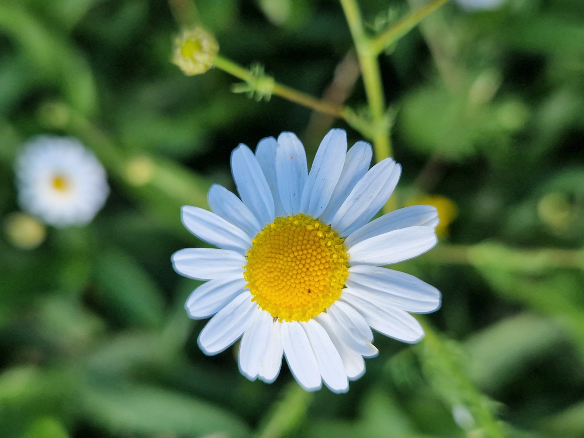 The image is a close-up, eye-level shot of a daisy with a bright yellow center and white petals. The daisy is in focus, with its petals slightly curled and delicate. The background is a soft, blurred green, suggesting a natural outdoor setting with other foliage and possibly other flowers, one of which is out of focus to the left. The lighting appears to be natural daylight, creating soft shadows on the petals and highlighting the texture of the center. There is a hint of a bud or another flower in the upper left of the frame, also out of focus. The overall mood is serene and natural, highlighting the simple beauty of the flower. The location is indicated as Sofia, Bulgaria, which, combined with the image of a daisy, suggests a temperate climate during a flowering season, likely spring or summer. No people, text, or specific events are visible.