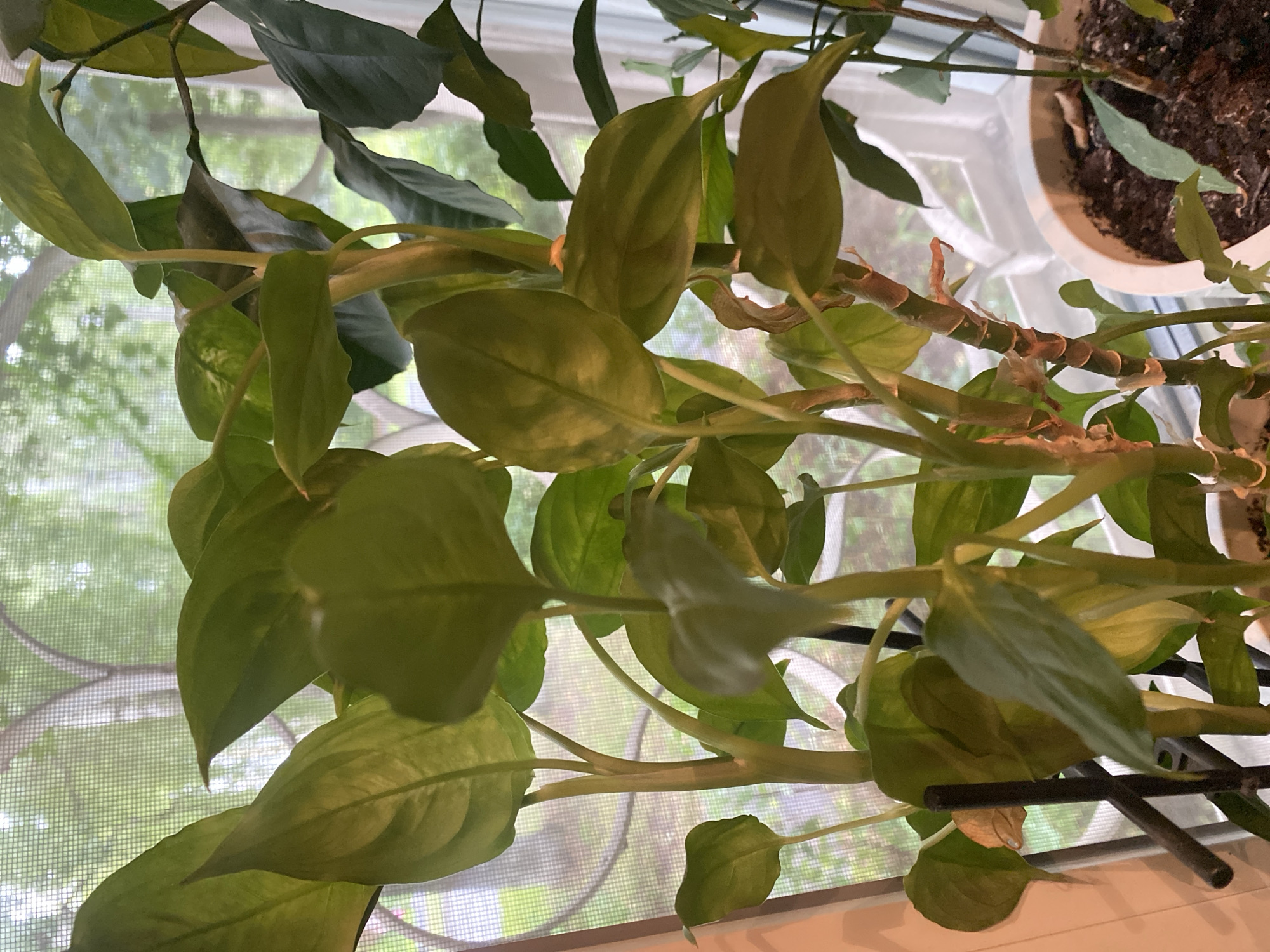 This image shows a close-up of several green houseplants with thick stems and large leaves, placed in front of a window with a screen. The window offers a blurred view of green trees and foliage outside, suggesting an outdoor environment. The plants are in pots, with one pot visible in the lower right corner containing dark soil and another plant. One of the houseplants has a visible support stake. The lighting suggests it is daytime. There are no people or animals present in the image. The scene is indoors, likely in a residential setting given the houseplants and window view.