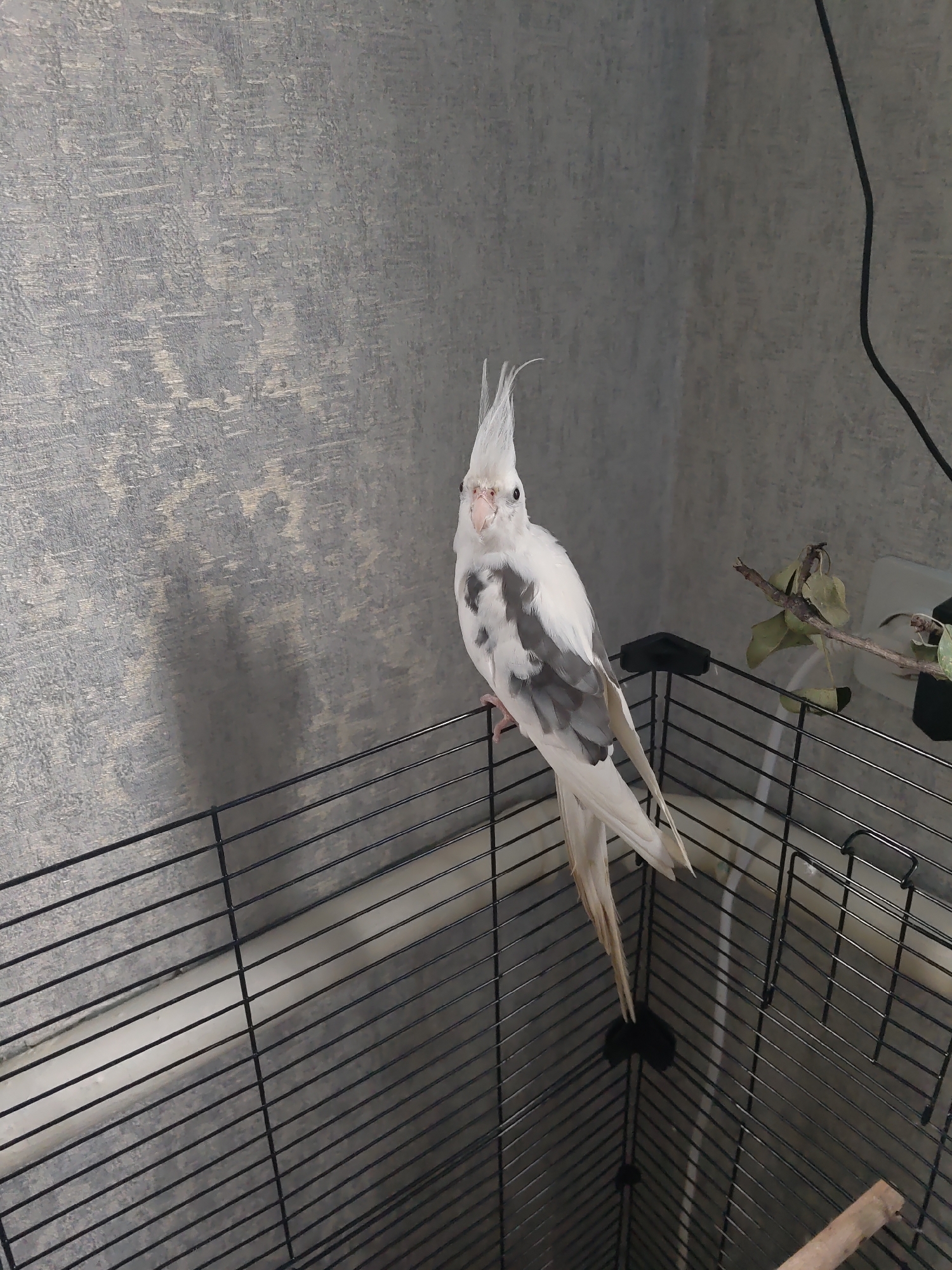 A cockatiel with white and grey plumage is perched on top of a black metal bird cage. The bird is facing the camera with its crest raised. The cage is situated in front of a textured grey wall. A thin black cord is visible running vertically down the wall on the right side of the image. A dried branch with a few leaves is attached to the cage on the right. The scene is indoors, and the lighting suggests it is daytime. There is no indication of the location being in the city of Kurganinsk, Russia.