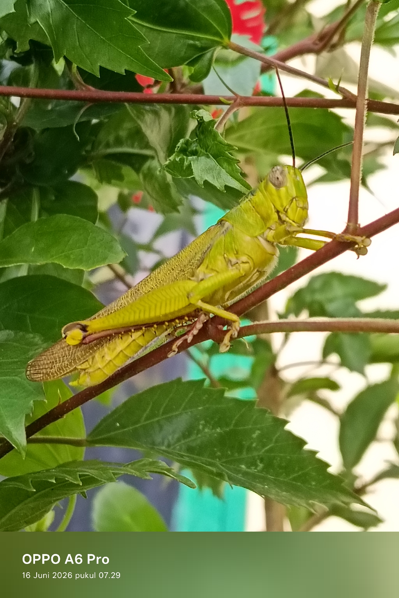 A close-up, eye-level shot showcases a bright green grasshopper perched on a thin, reddish-brown branch. The grasshopper is positioned diagonally across the frame, facing right, with its head slightly tilted upwards. Its body is elongated, with visible segmented legs gripping the branch. The grasshopper's wings are folded and display a detailed, patterned texture in shades of green and brown. Lush green leaves, some with serrated edges, surround the grasshopper and branch, creating a natural, outdoor setting. The background is softly blurred, with hints of red and a muted teal and gray, suggesting other foliage or possibly a distant structure. The lower portion of the image contains a gradient from dark to light green, with white text overlaying it that reads "OPPO A6 Pro" and "16 Juni 2026 pukul 07.29". The location is Lhokseumawe, Indonesia.