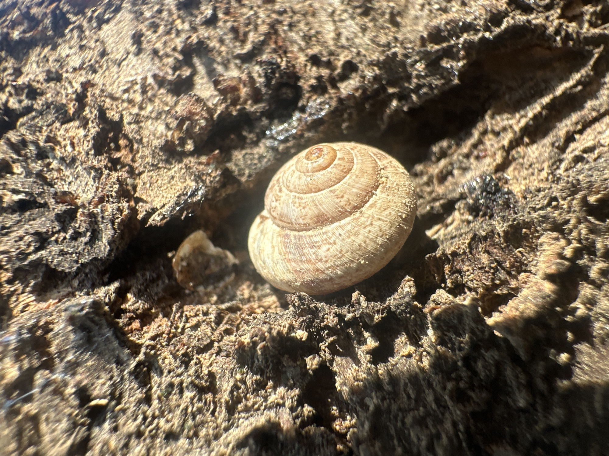A close-up, macro-like photograph captures a small, light-colored snail shell resting on a highly textured, rough, brown surface, likely dry earth, rock, or weathered wood. The shell, positioned centrally, exhibits a distinct spiral pattern in shades of beige and light brown, with subtle darker striations. Its surface appears slightly dusty or weathered.
Strong, directional sunlight illuminates the scene from the upper right, casting sharp, elongated shadows that emphasize the rugged contours and deep crevices of the surrounding material. The ground features an uneven, craggy texture with varying shades of dark brown, reddish-brown, and tan, suggesting a dry and possibly arid environment. Small, glittering specks are visible in parts of the background, possibly reflective minerals or dried remnants.
The image focuses tightly on the shell, with a shallow depth of field causing the foreground and background textures to soften slightly while retaining their coarse character. No activity is taking place, and no people or visible text are present. The scene conveys a sense of stillness and natural detail, highlighting the intricate beauty of the snail shell against its earthy backdrop under bright daylight conditions.