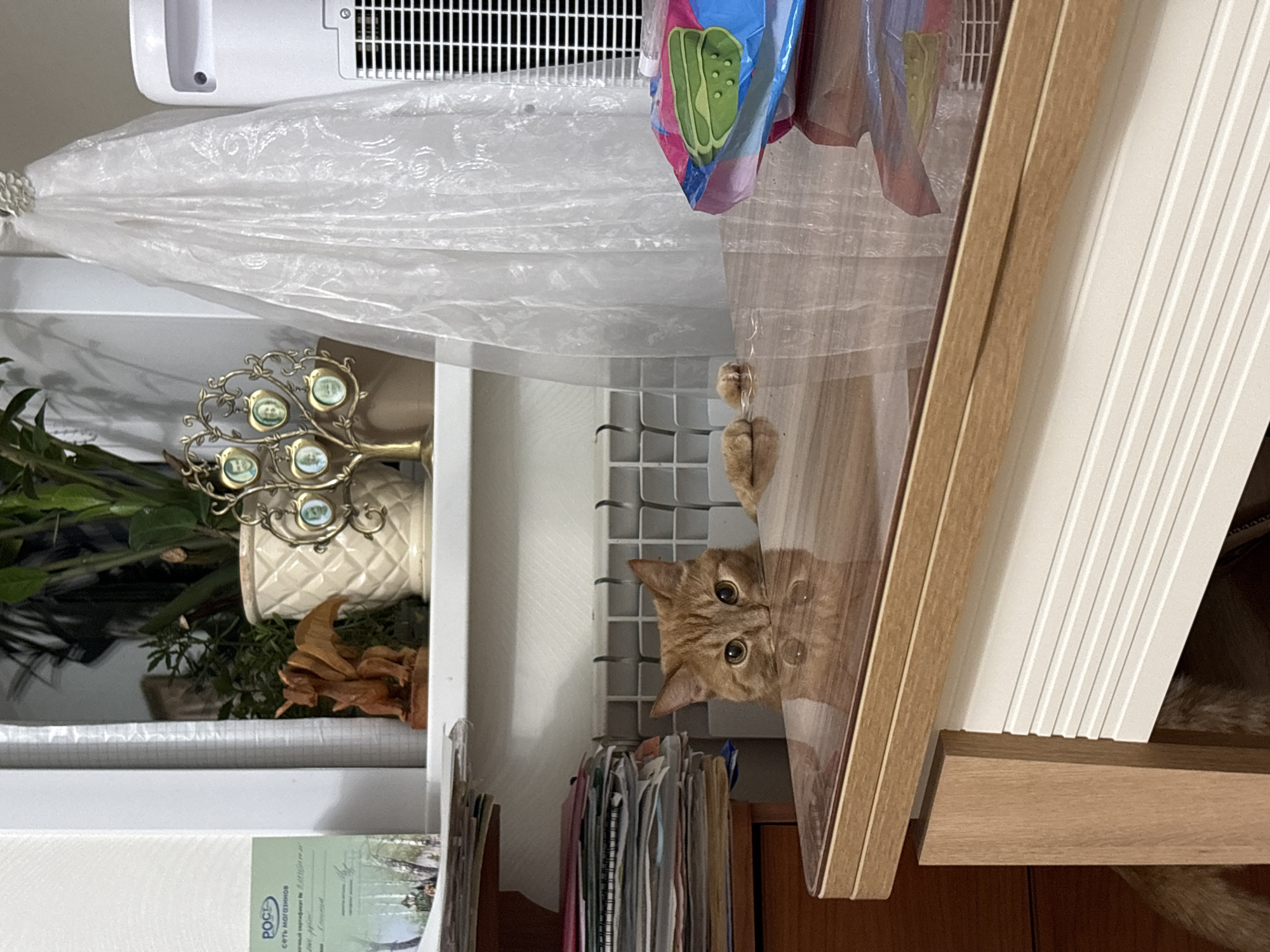 A medium shot shows an orange tabby cat peering from behind a partially open cabinet door. The cat has large, focused eyes. The cabinet is made of light wood with white paneling on the side. Behind the cabinet, there is a shelf with a plant, a decorative vase with a jeweled peacock figurine, and various papers and documents. Above the shelf is a white plastic container and a plastic bag. The photograph appears to have been taken in a room with wood floors and good lighting. There is no evidence indicating the location of Vogulka, Russia.